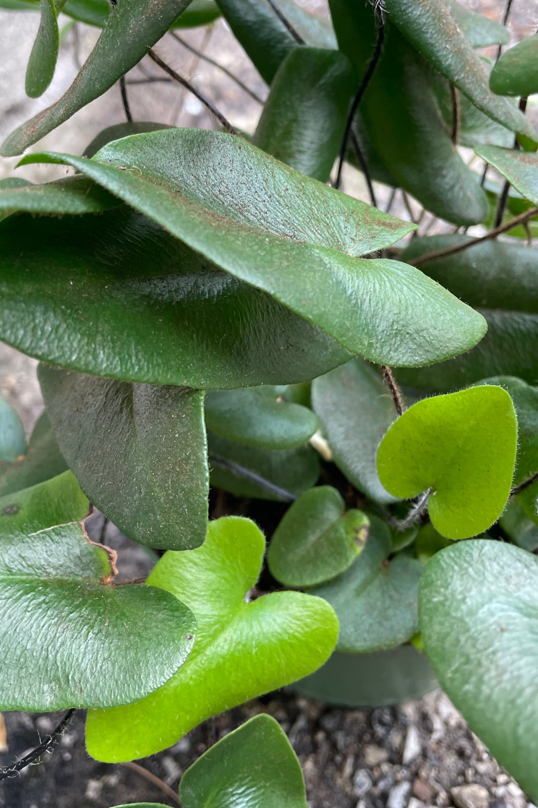 A close-up view of new and old growth of the 6" Hemionitus arifolia "Heart Fern" against a concrete backdrop
