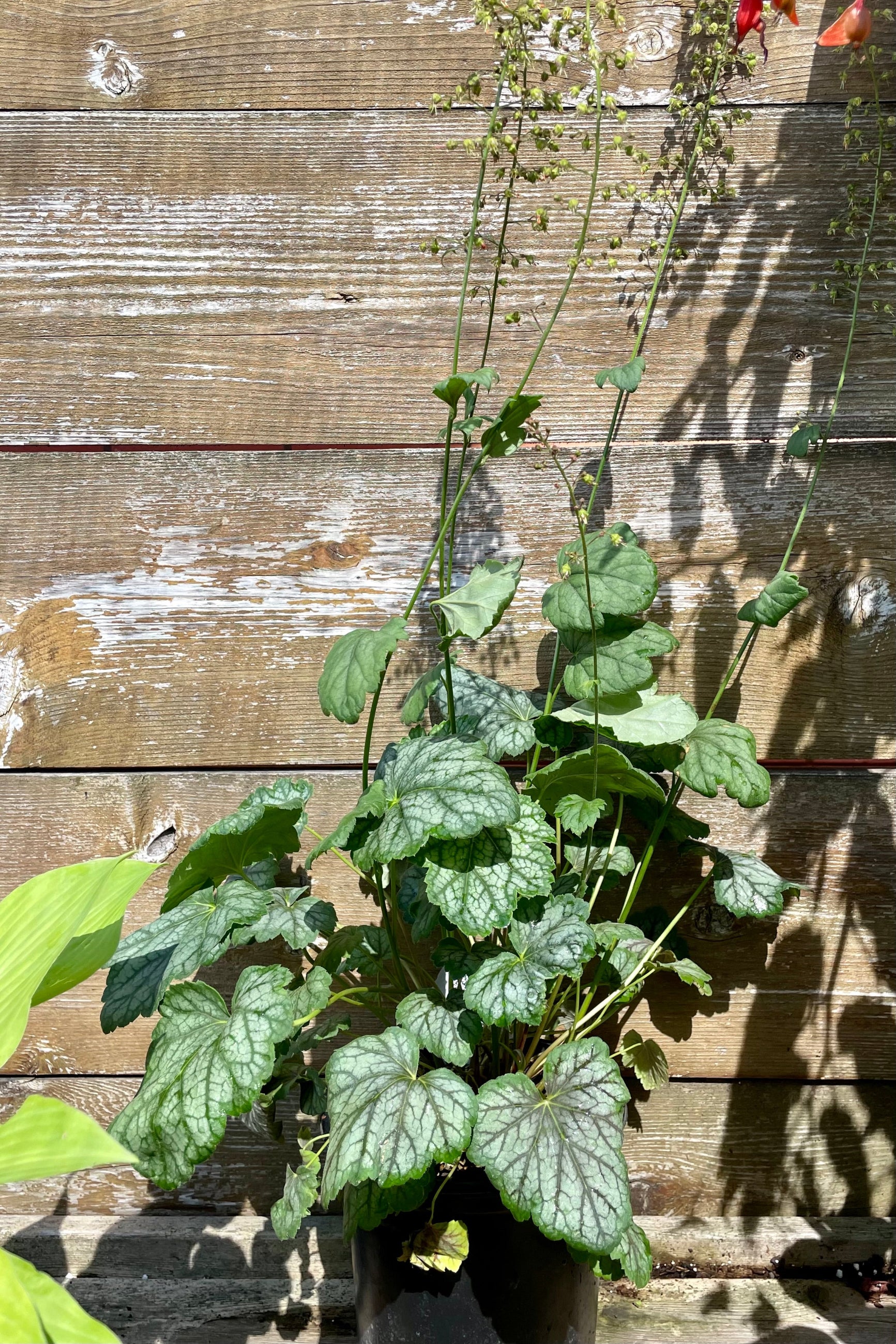 #1 Heuchera 'Green Spice' in mid June at the end of bloom against a wood fence at Sprout-home. ©Sprout Home