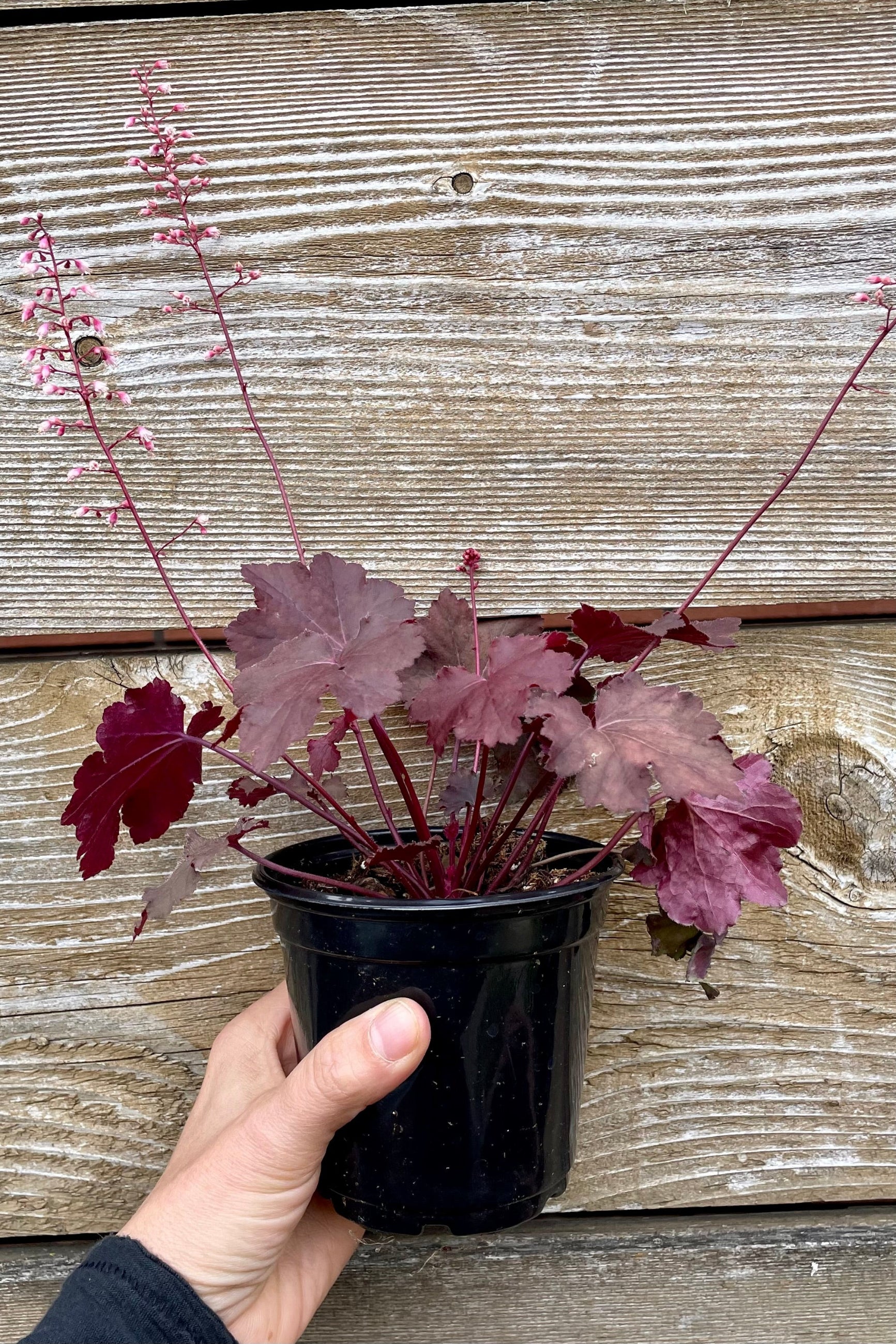A close up picture showing the deep red-pink leaves of the Heuchera 'Magma' in a 4.5" growers pot, in the Sprout-home yard.  ©Sprout Home