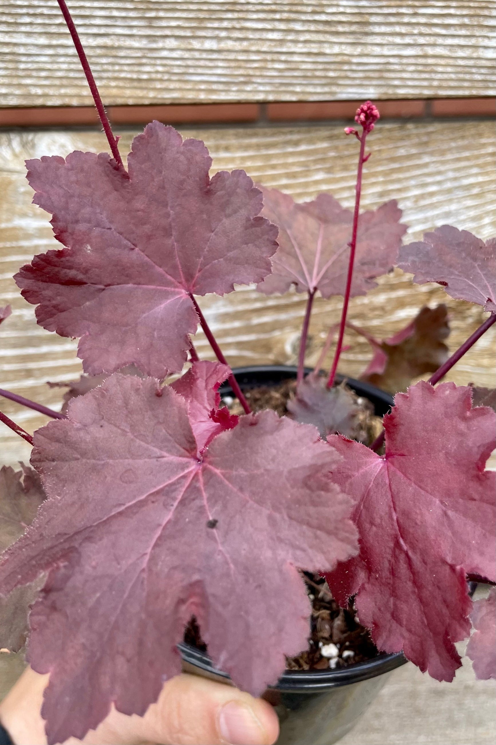A close up picture showing the deep red-pink leaves of the Heuchera 'Magma' in the Sprout-home yard.  ©Sprout Home