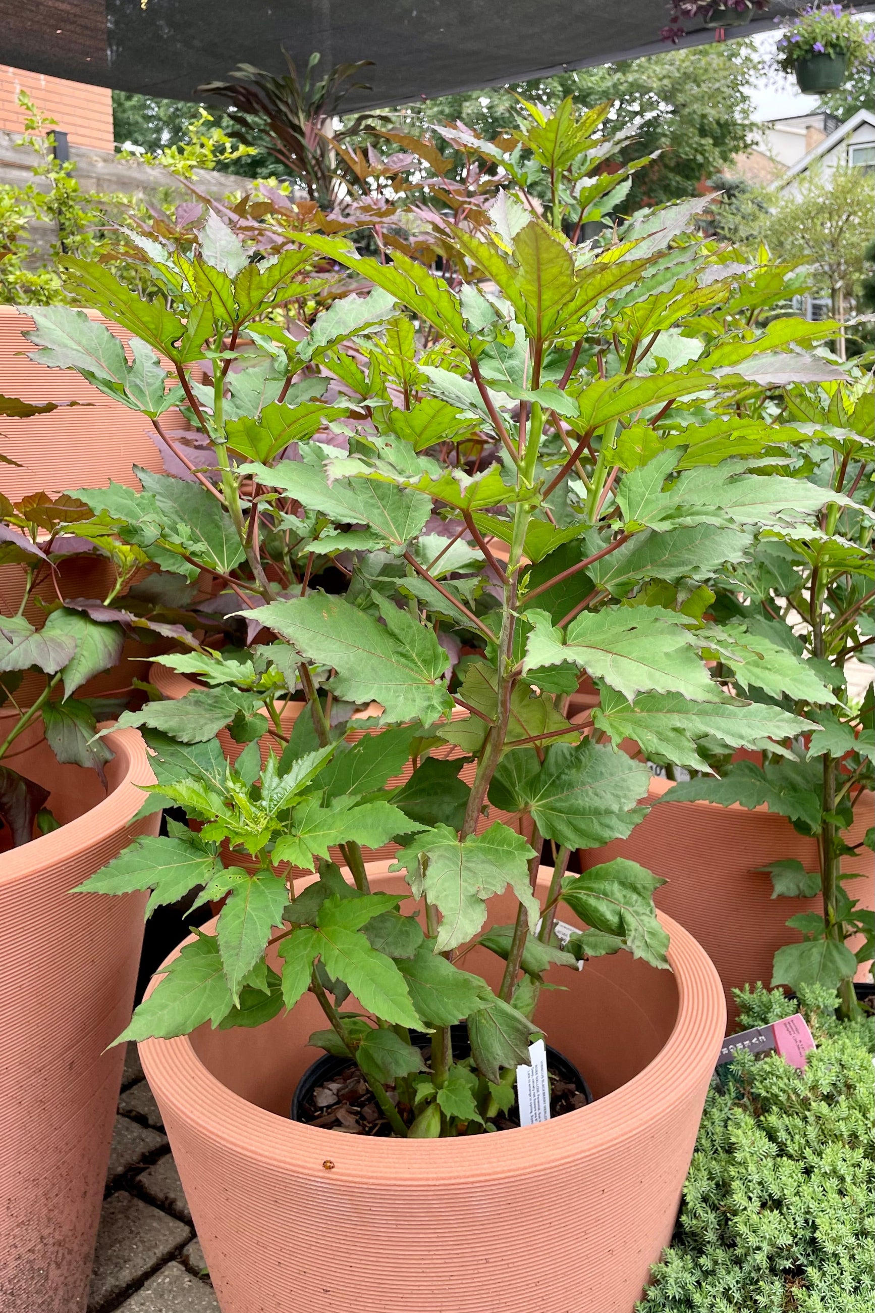 #2 Hibiscus 'Blackberry Merlot' sitting in a decorative coral colored pot showing the large green leaves just prior to bloom mid July at Sprout-home. ©Sprout Home