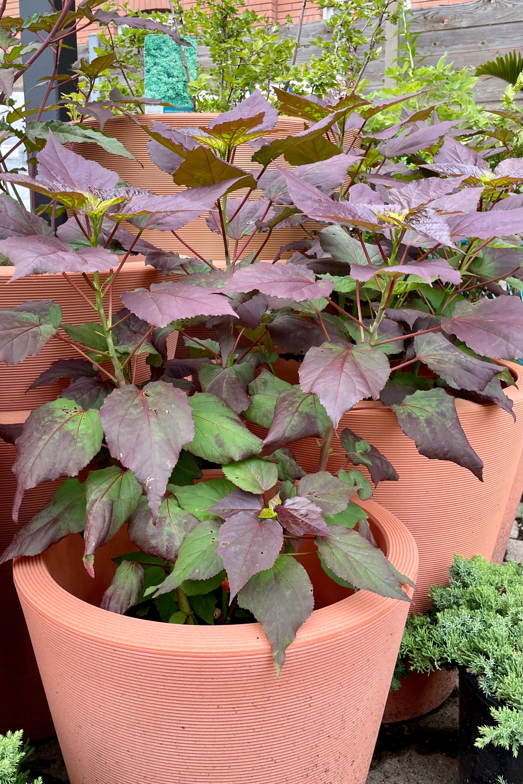 HIbiscus 'Dark Mystery' #2 pot sitting in a decorative terracotta colored pot. mid July with its large burgundy tinted leaves at Sprout-home.©Sprout Home