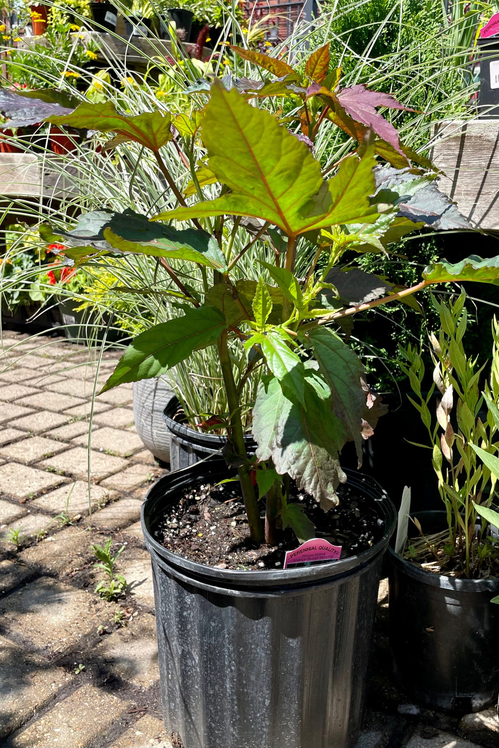HIbiscus 'Midnight Marvel' in a #3 container surrounded by other plant material the end of June before bloom at Sprout-home. ©Sprout Home