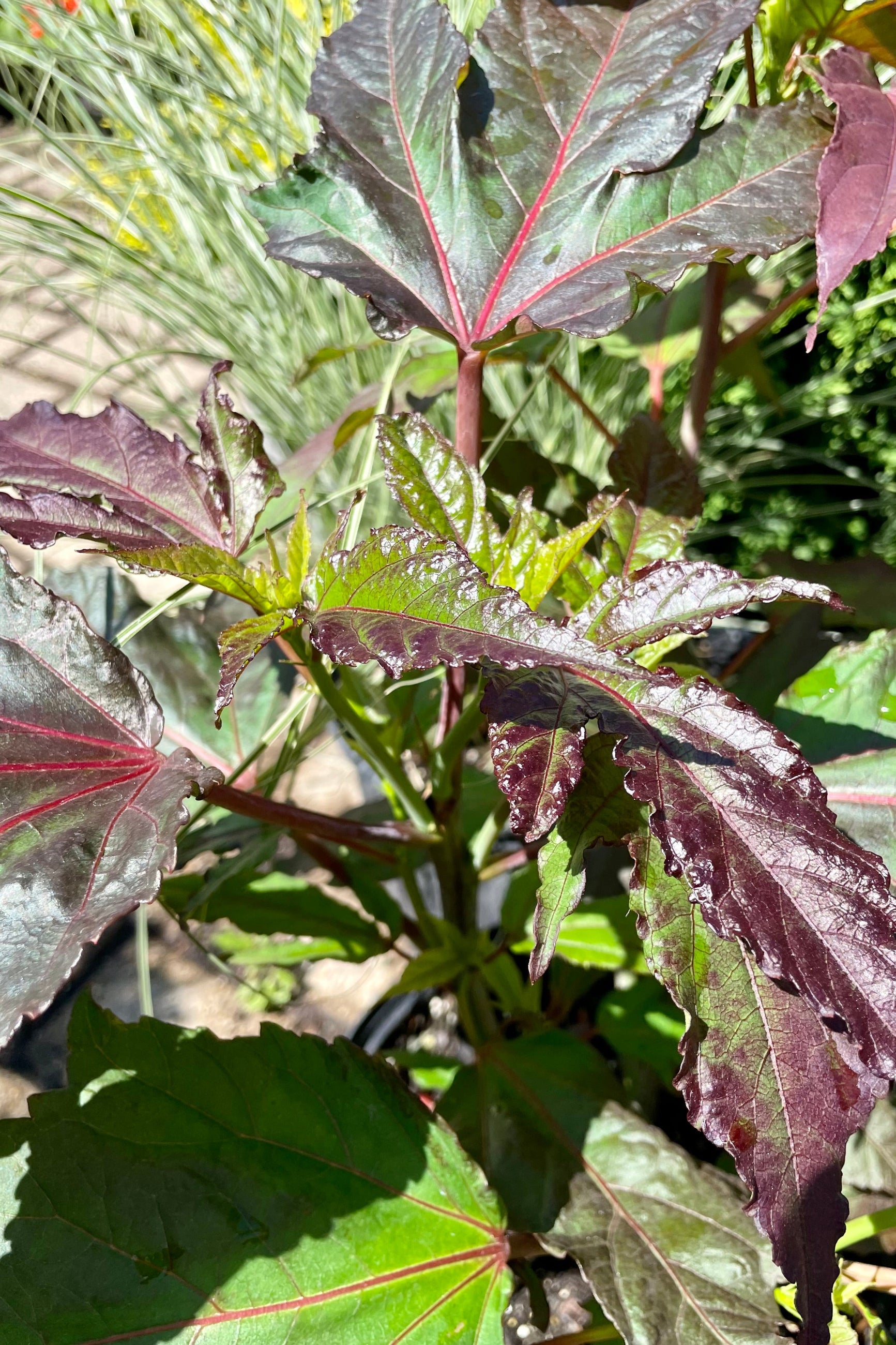 Hibiscus 'Midnight Marvel' before bloom showing the dark leaves up close end of June at Sprout-home. ©Sprout Home