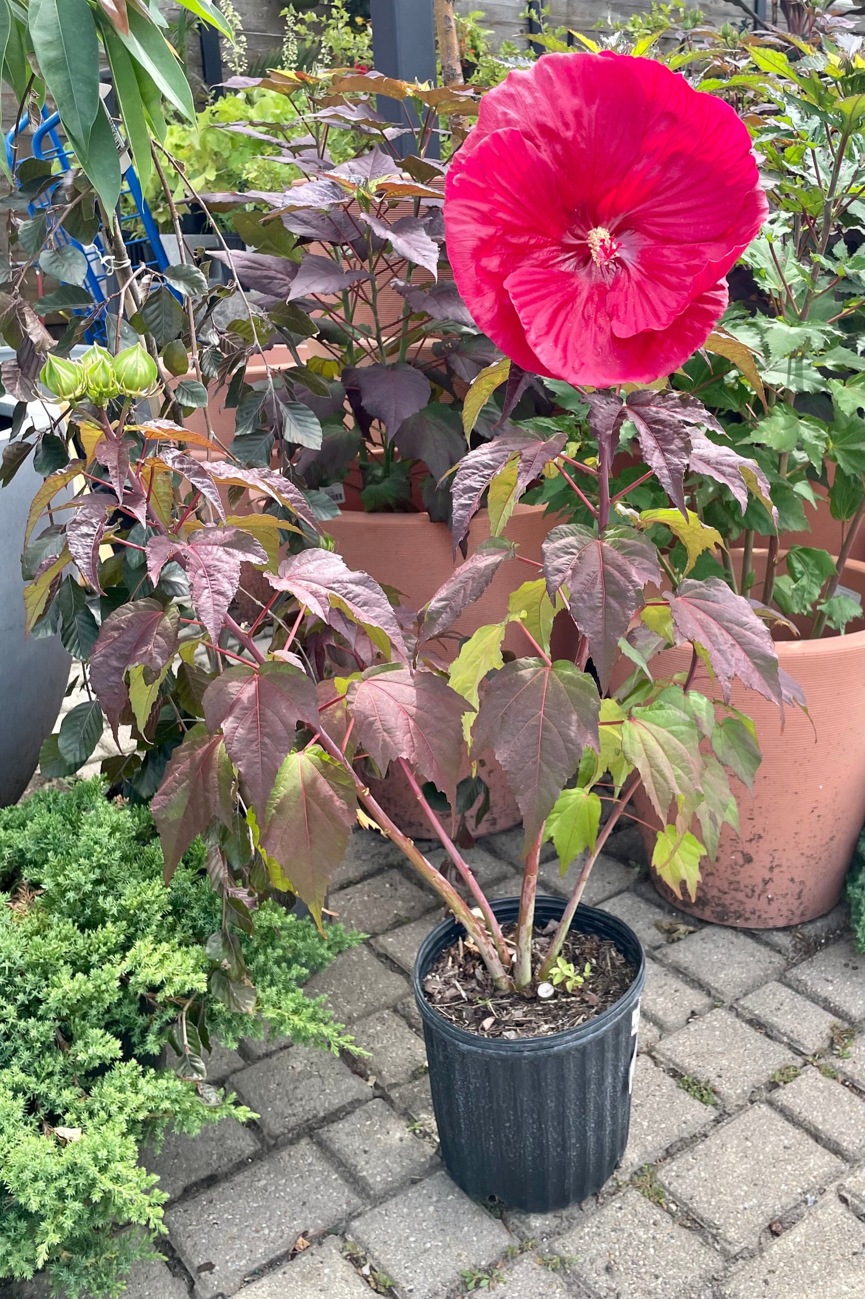 Hibiscus 'Mars Madness' in full bloom in a #2 pot mid July showing the huge red flowers and burgundy foliage surrounded by other plants in the yard at Sprout-home. ©Sprout Home