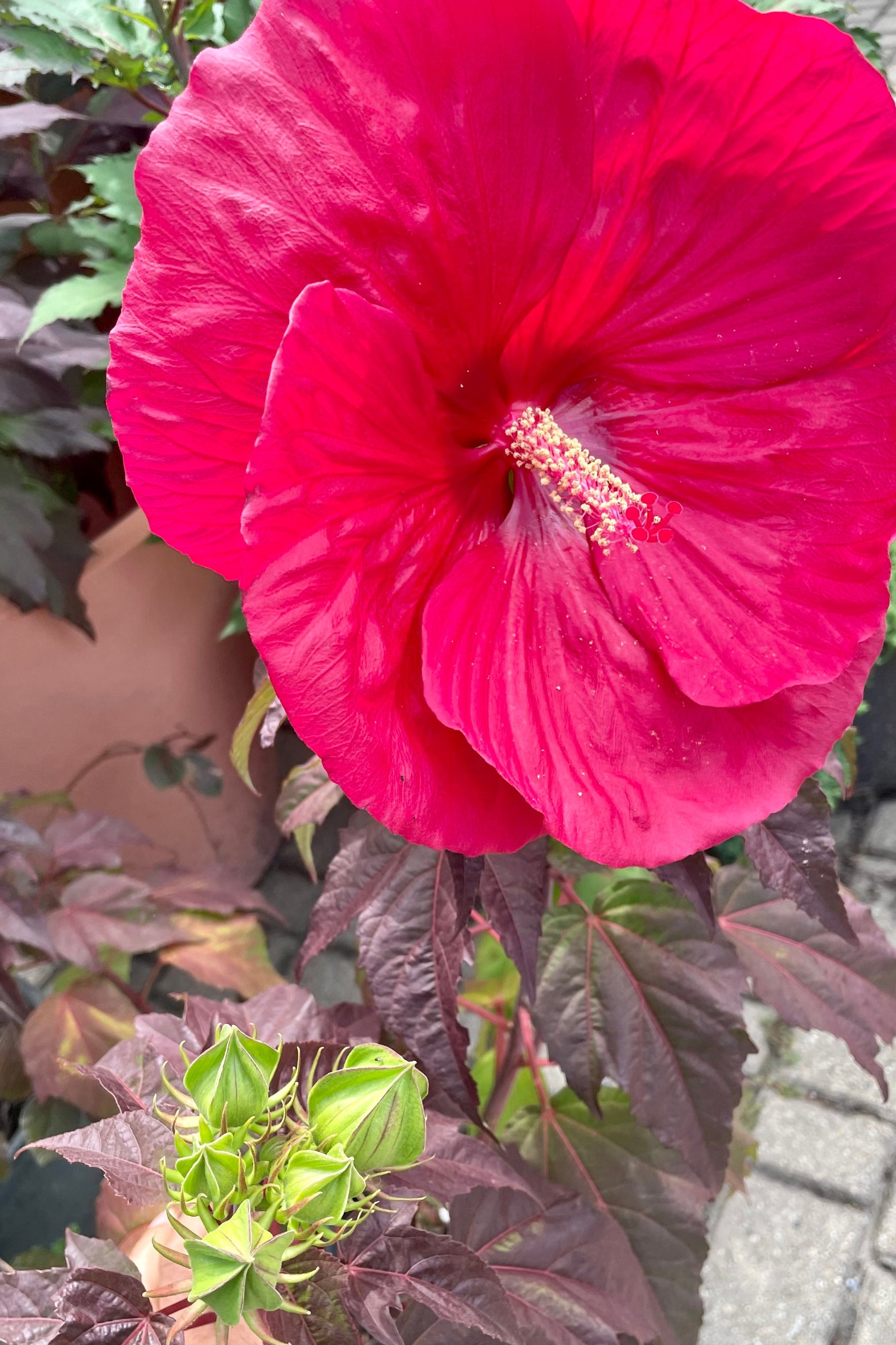 The massive red flower of the Hibiscus 'Mars Madness' late July at Sprout-home.  ©Sprout Home