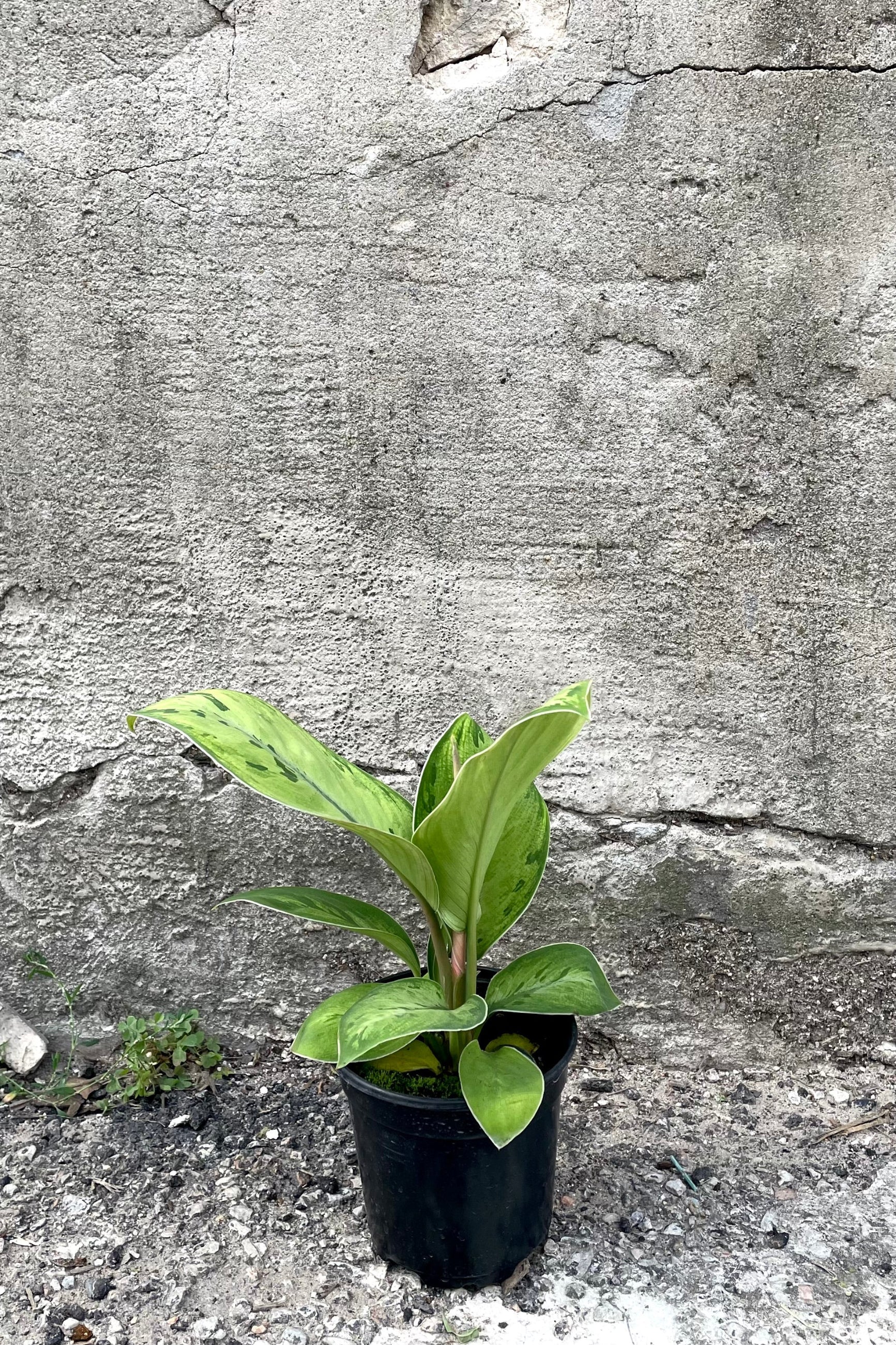 A full-body view of the 4.5" Homalomena 'Selby' against a concrete backdrop