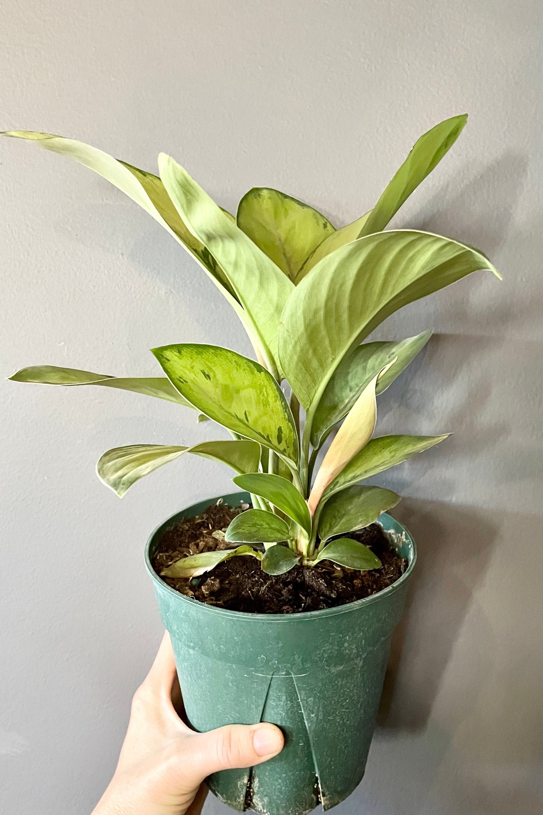 Homalomena 'Selby' in a 6" pot against a grey wall  at Sprout-home.