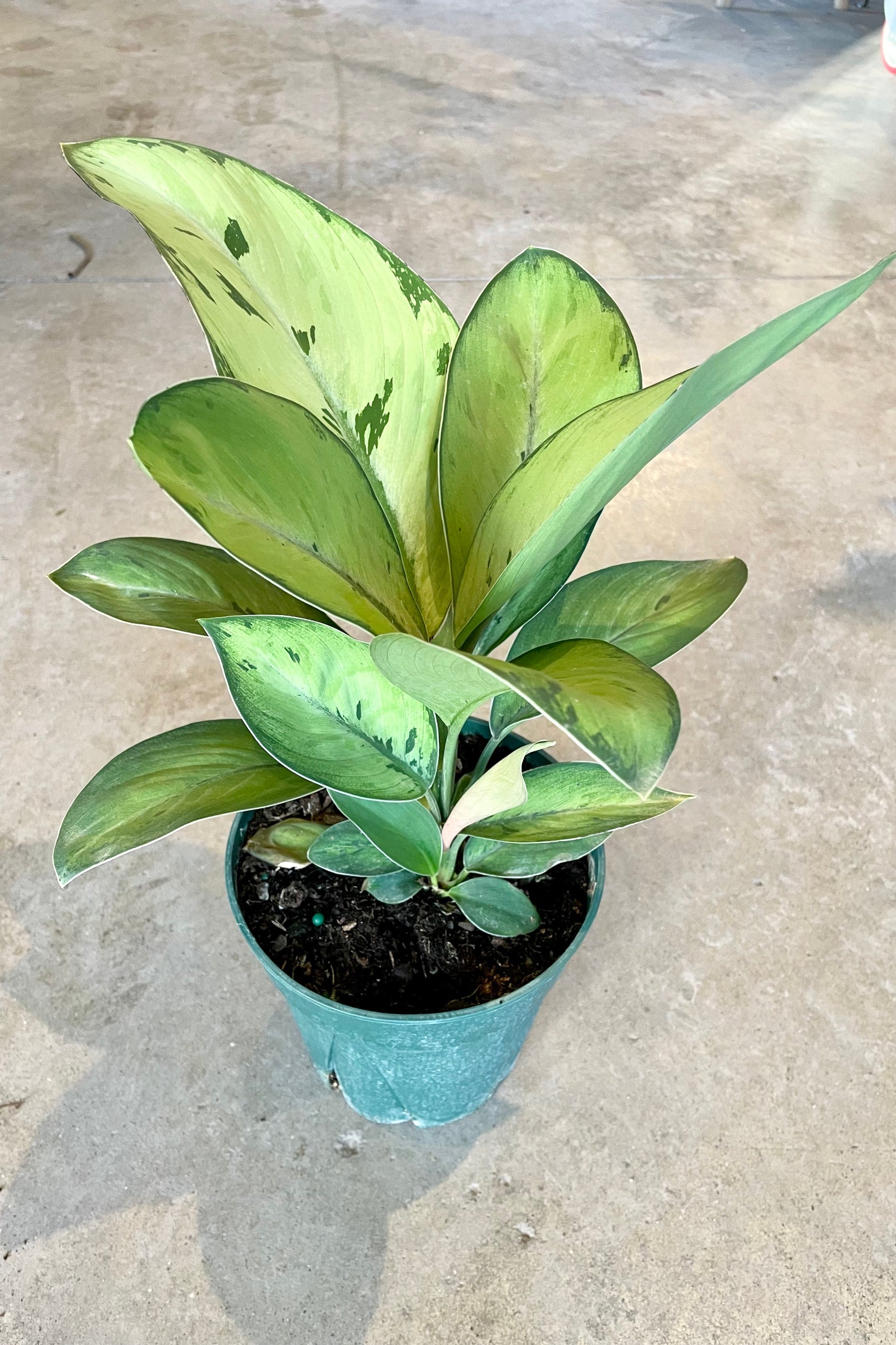 Homalomena 'Selby' in a 6" pot against a grey wall  at Sprout-home.