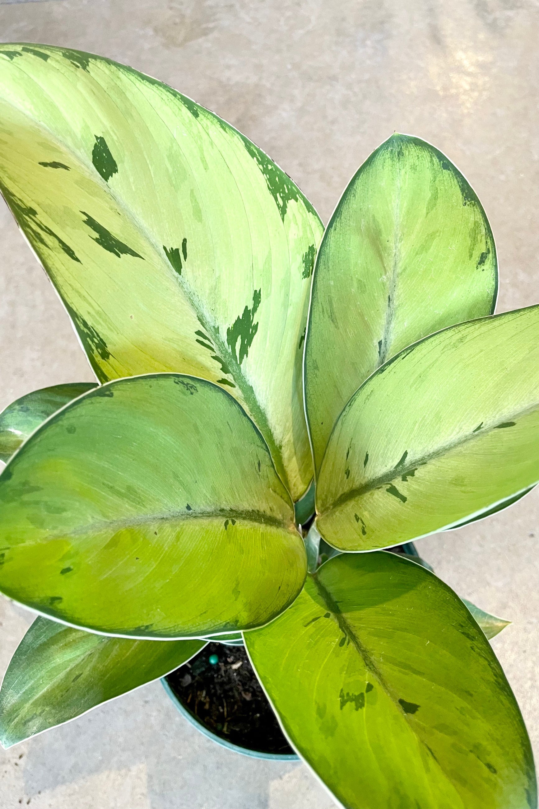 Homalomena 'Selby' detail picture looking from above at Sprout-home.
