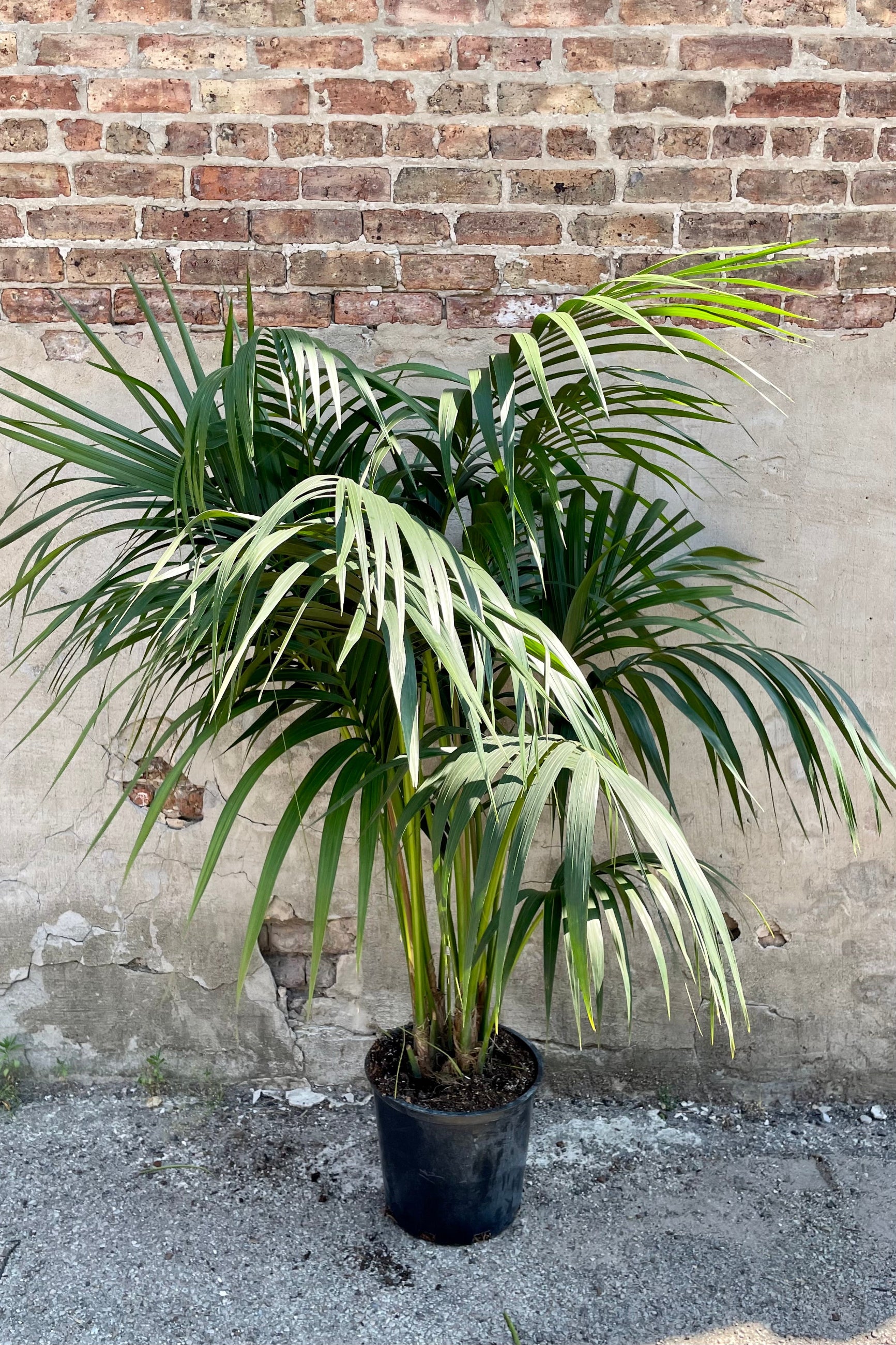 The "Kentia Palm" in a 12" growers pot showing the grace and fluidity of the large green leaves at Sprout-home. 