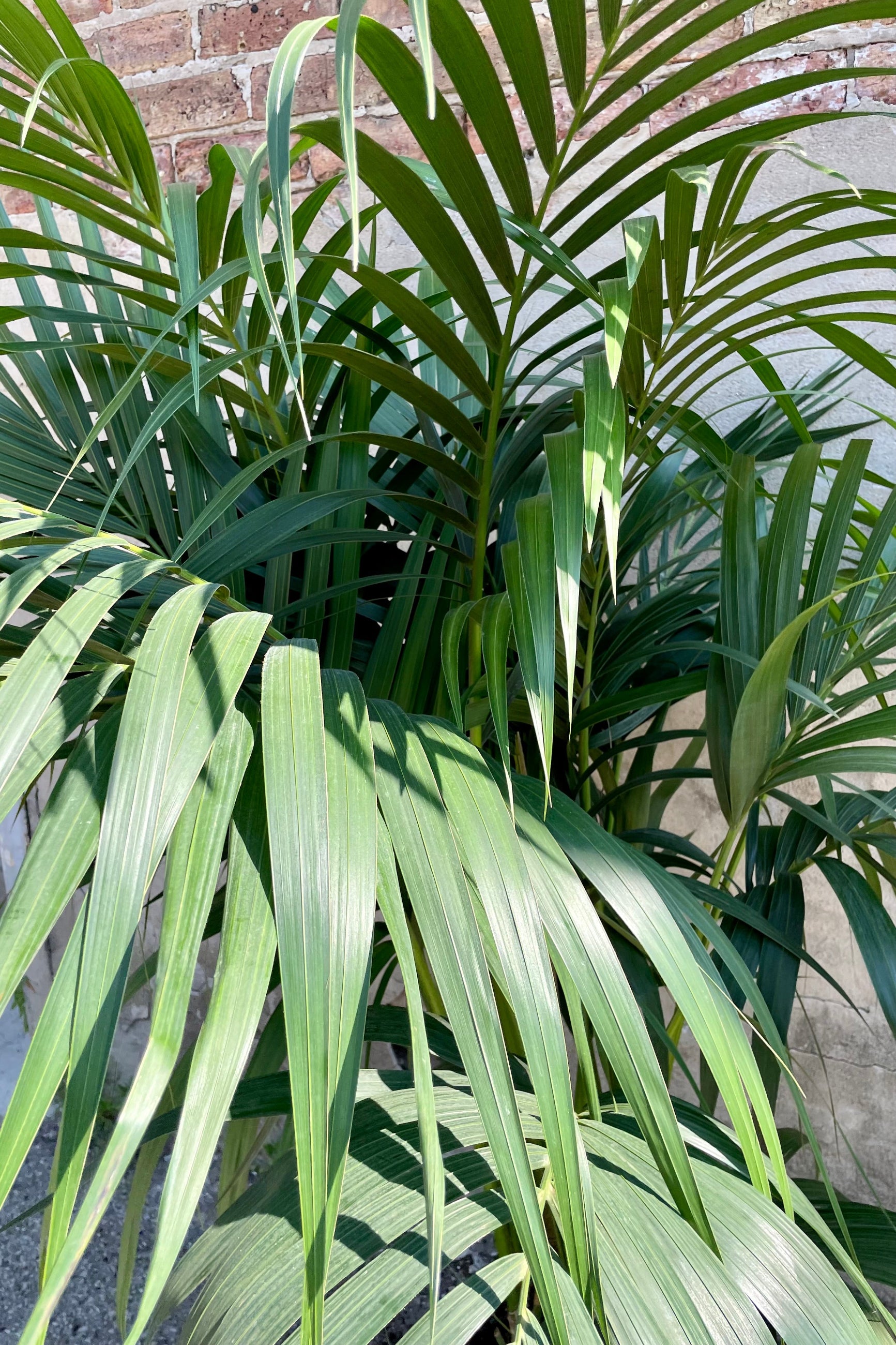 The large green lance shaped frond leaves of the Howea forsteriana "Kentia Palm" up close and personal at Sprout-home. 