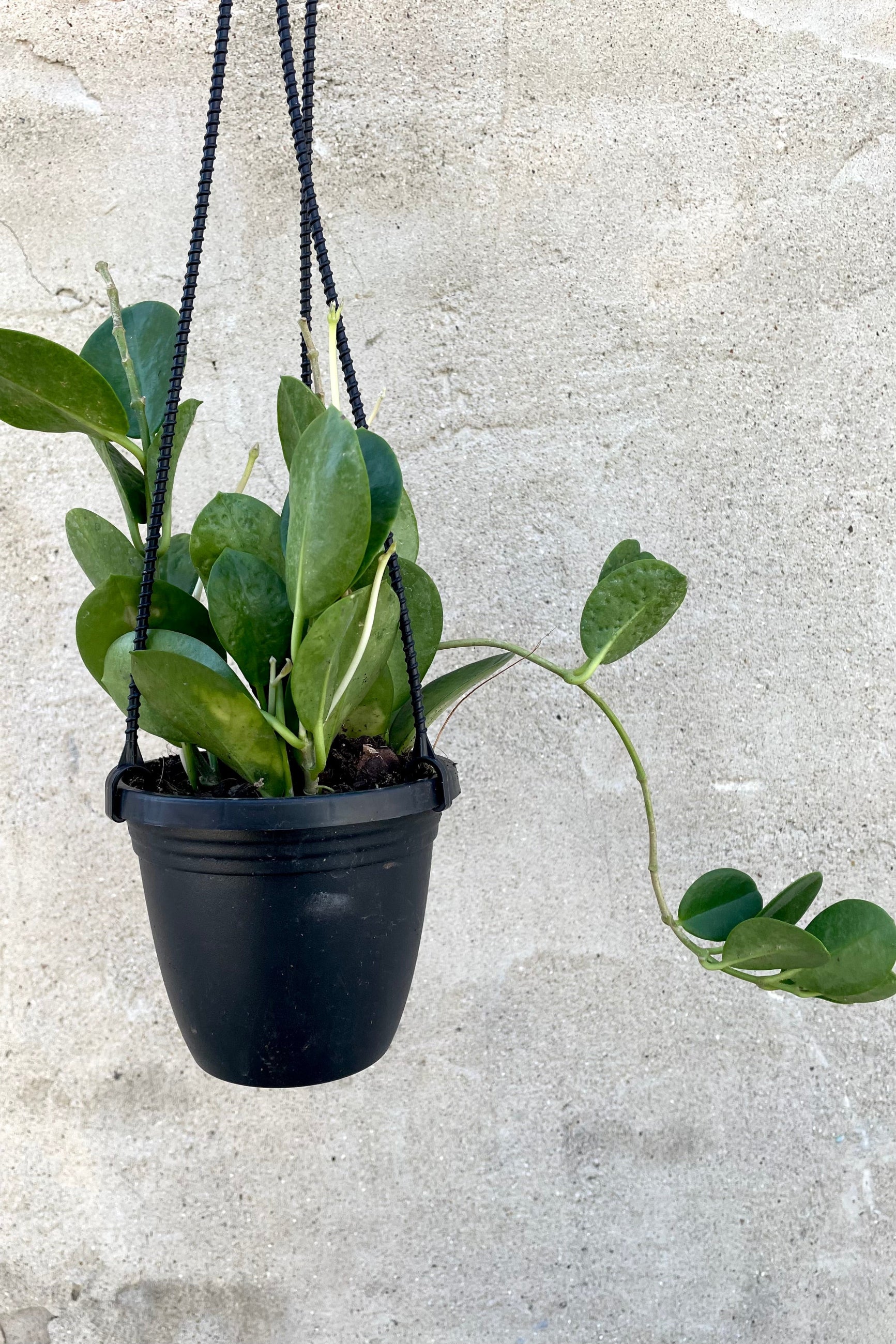 A frontal view of the 4" Hoya australis in a hanging grower pot against a concrete backdrop