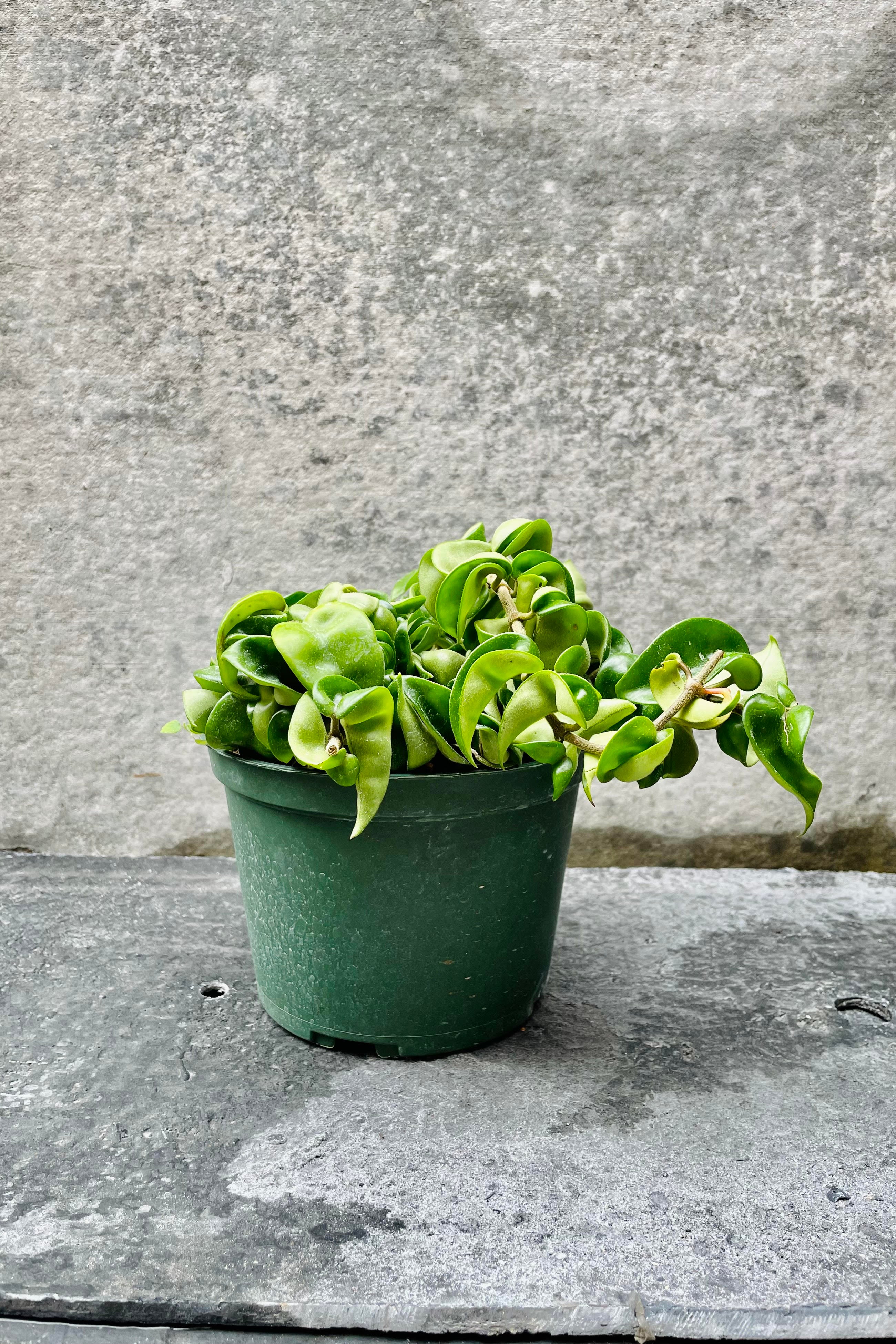 The Hoya carnosa compacta sits in a 6 inch growers pot against a grey backdrop. 
