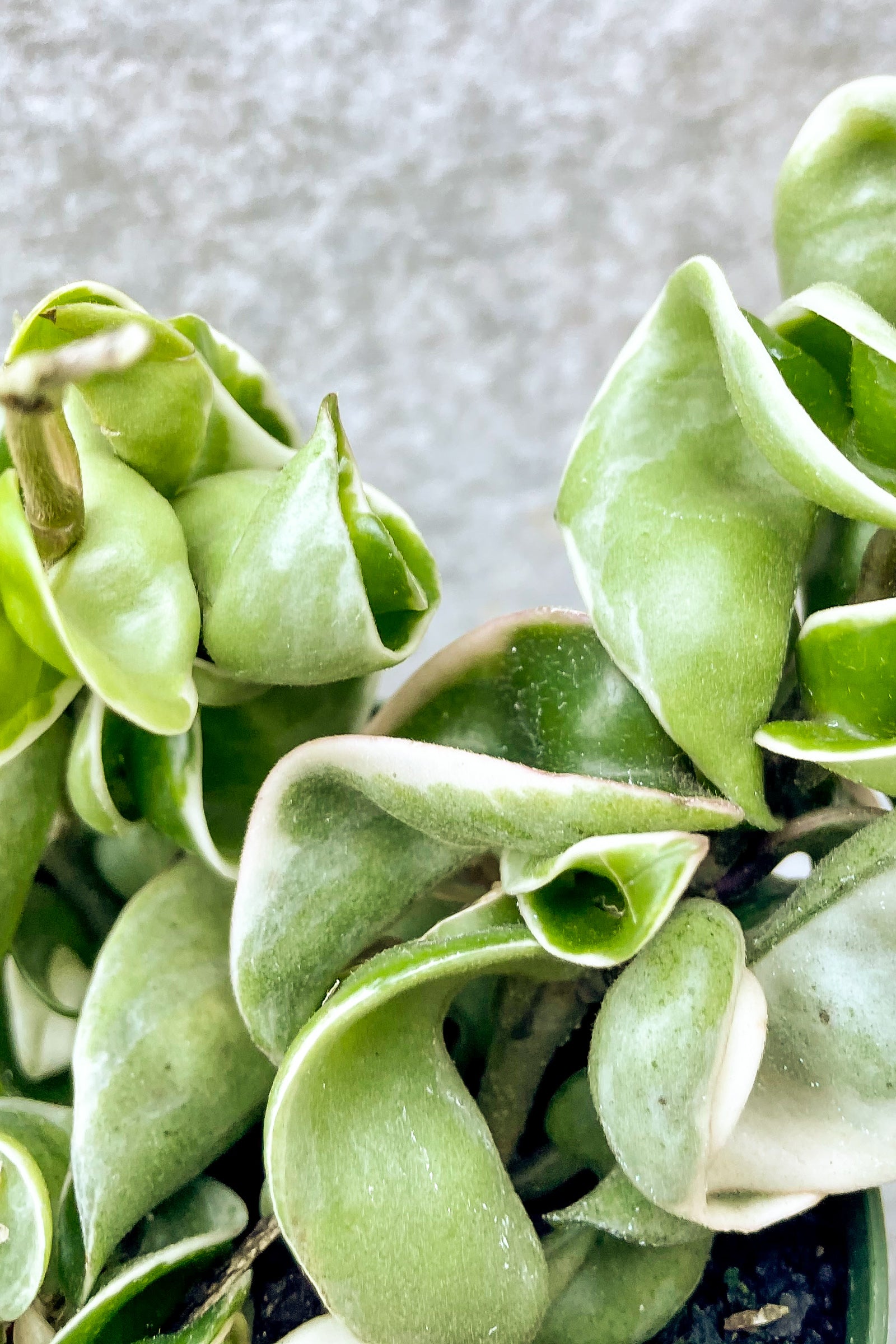 Close up of Hoya carnosa compacta, Variegated