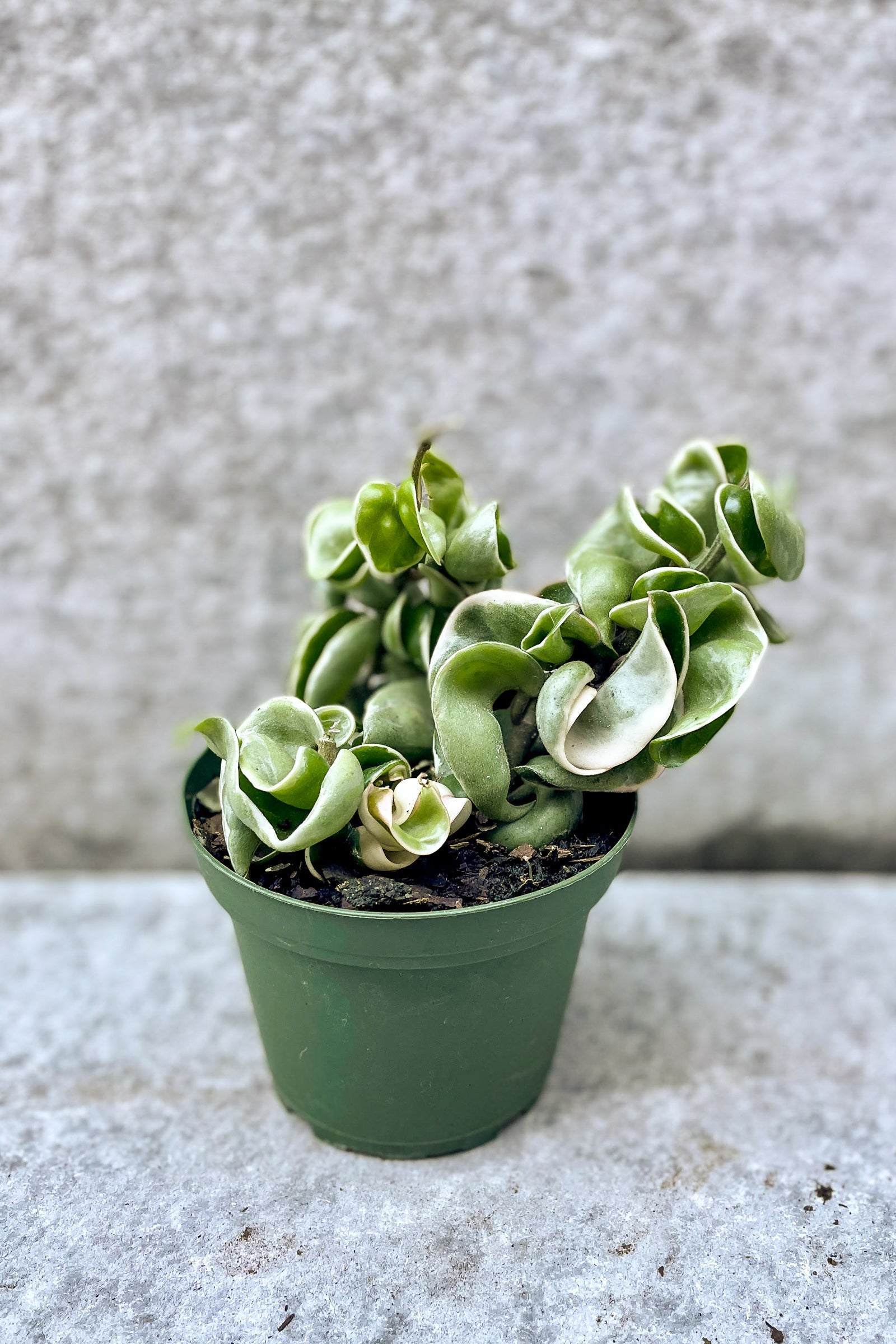 Hoya carnosa compacta, Variegated in front of grey background