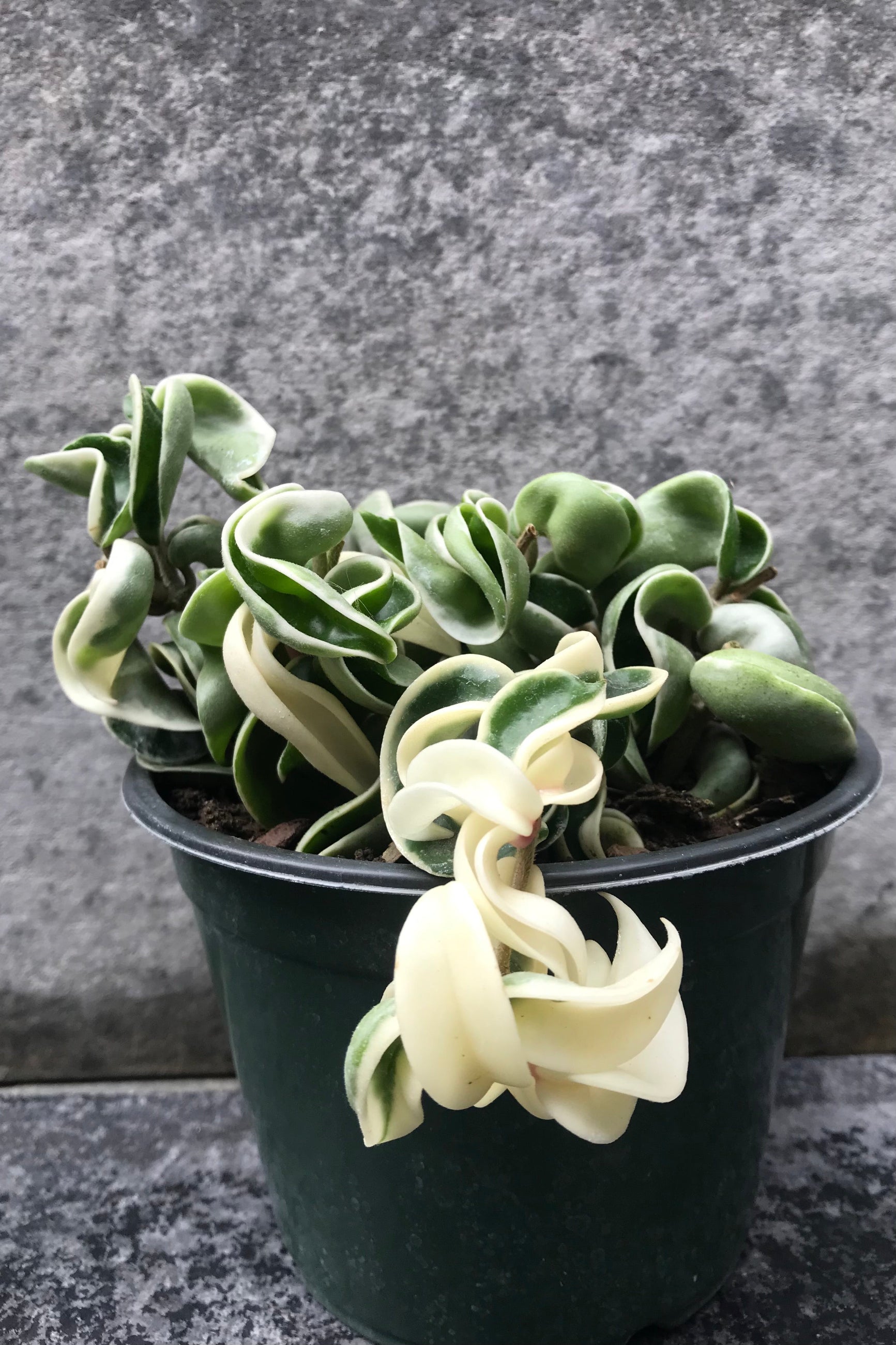 Hoya carnosa compacta 'Variegata' 6"