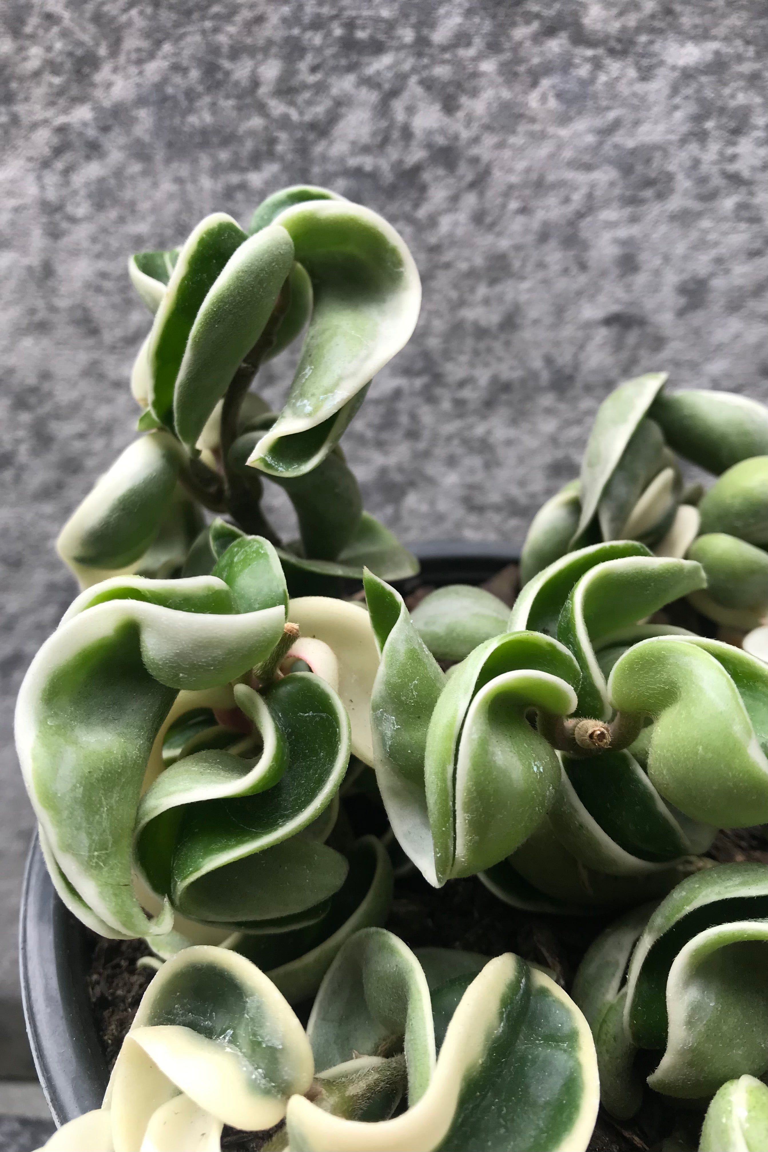 The Hoya carnosa compacta 'Variegata' boasts green and white, rope-like foliage.