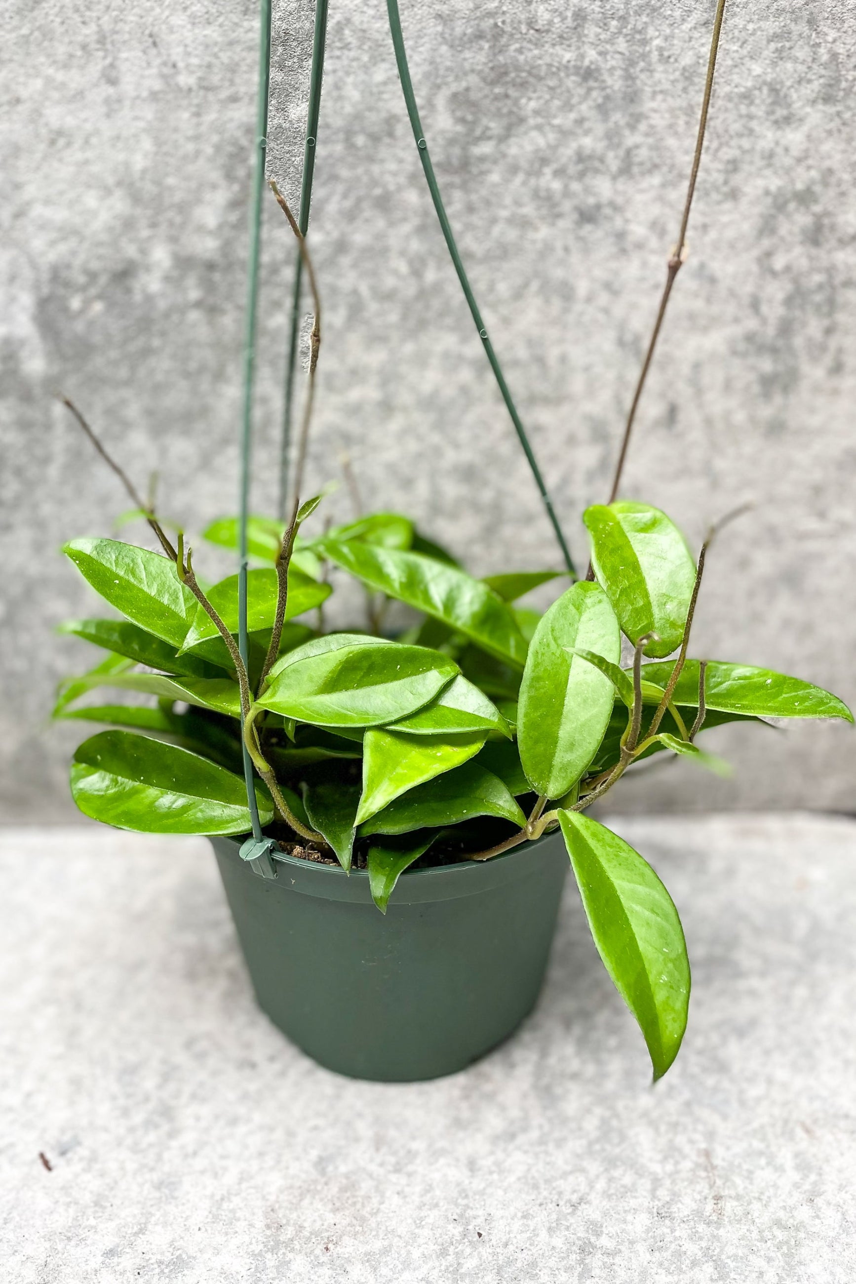 Hoya carnosa 'Jade' in hanging grow pot in front of grey wood background