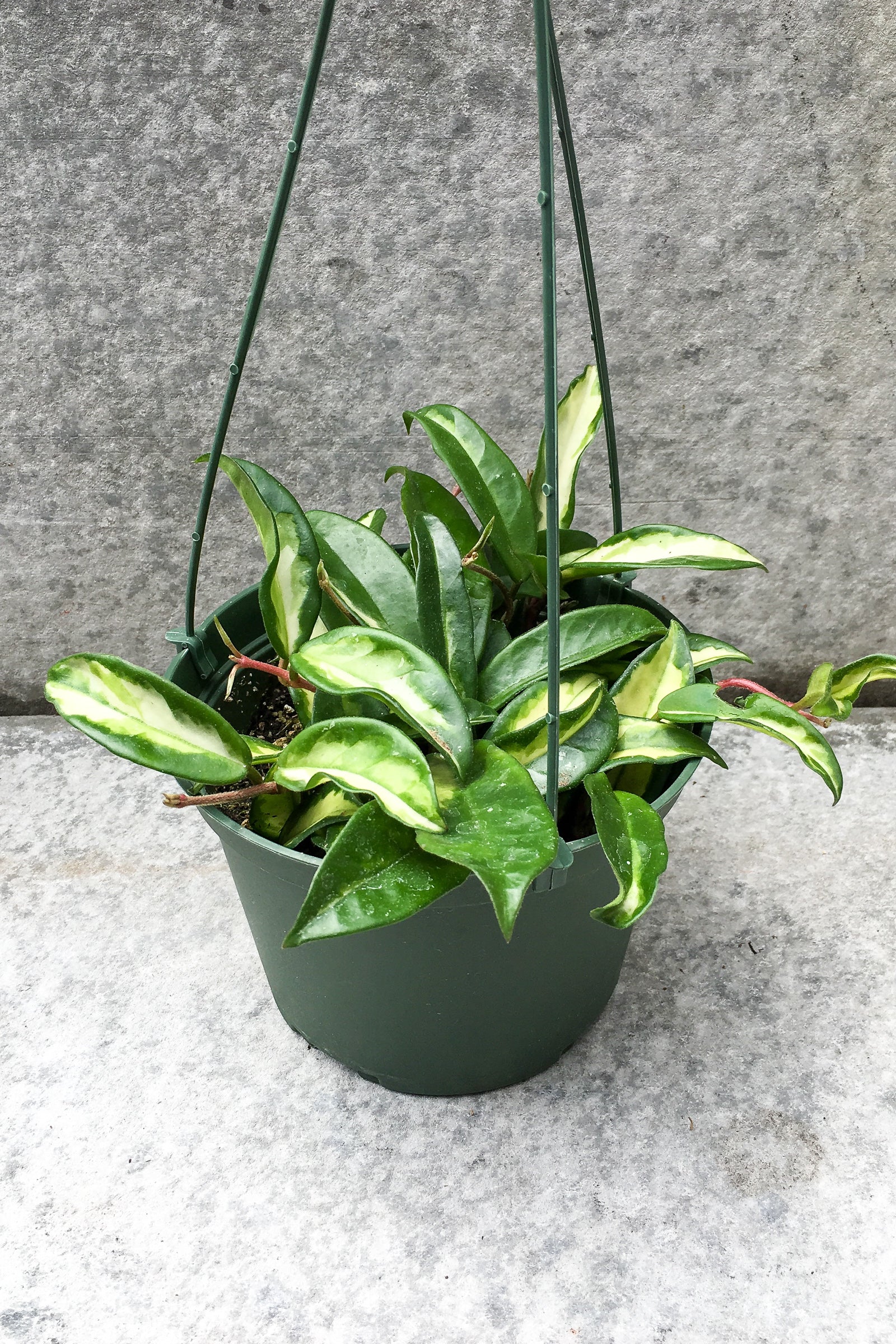Hoya carnosa 'Krimson Princess' in front of grey background