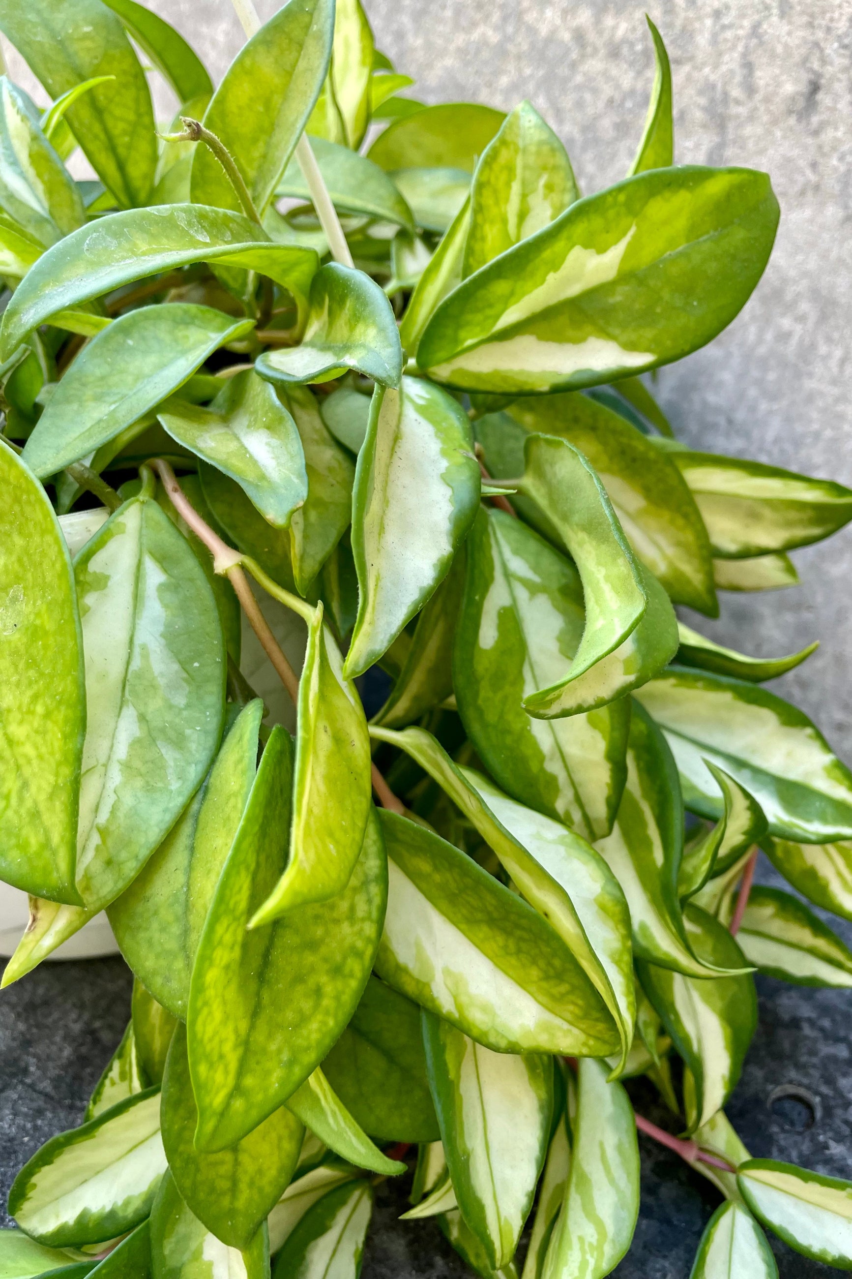 The Hoya carnosa "Krimson Princess" boasts a lighter, nearly white inner leaf with a darker jade border. 