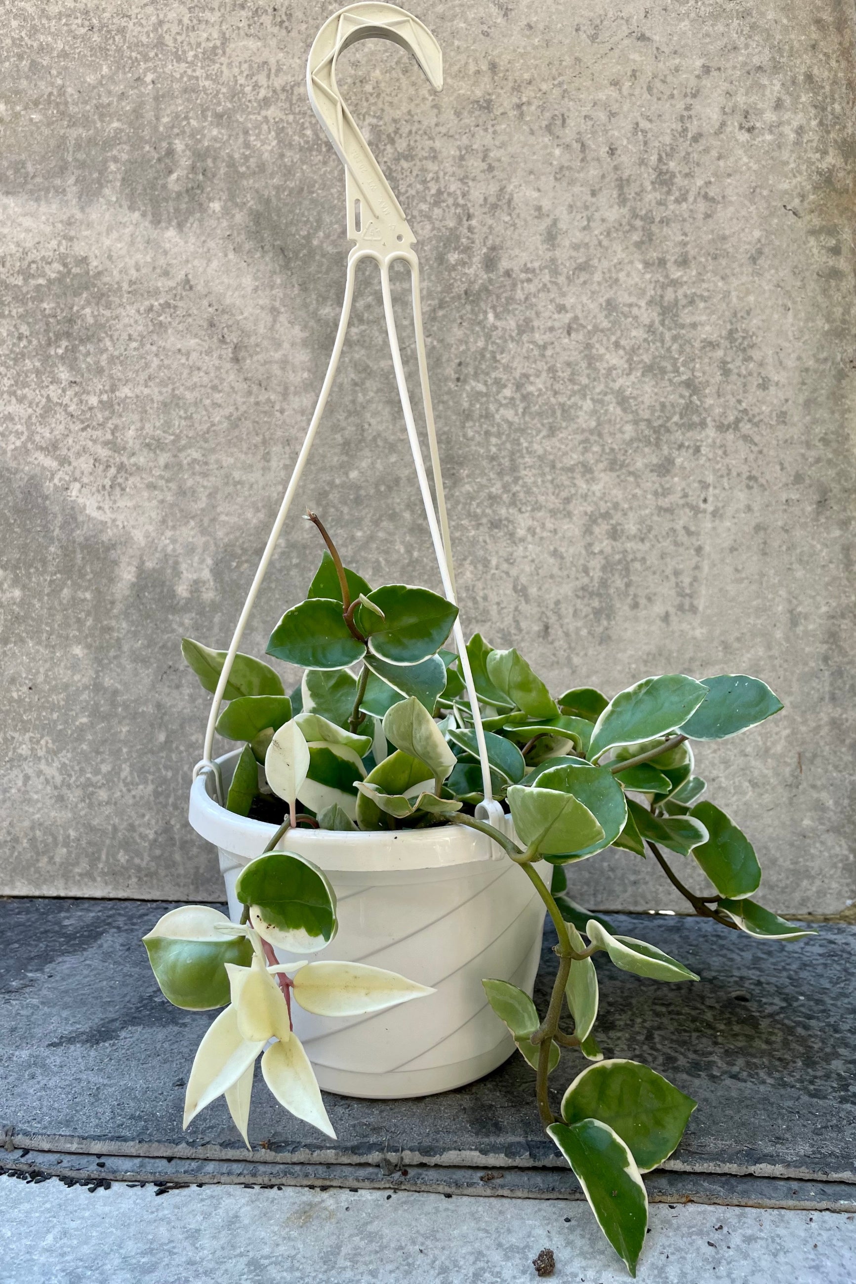 The Hoya carnosa "Krimson Queen" sits pretty in its hanging 8 inch grower's basket.