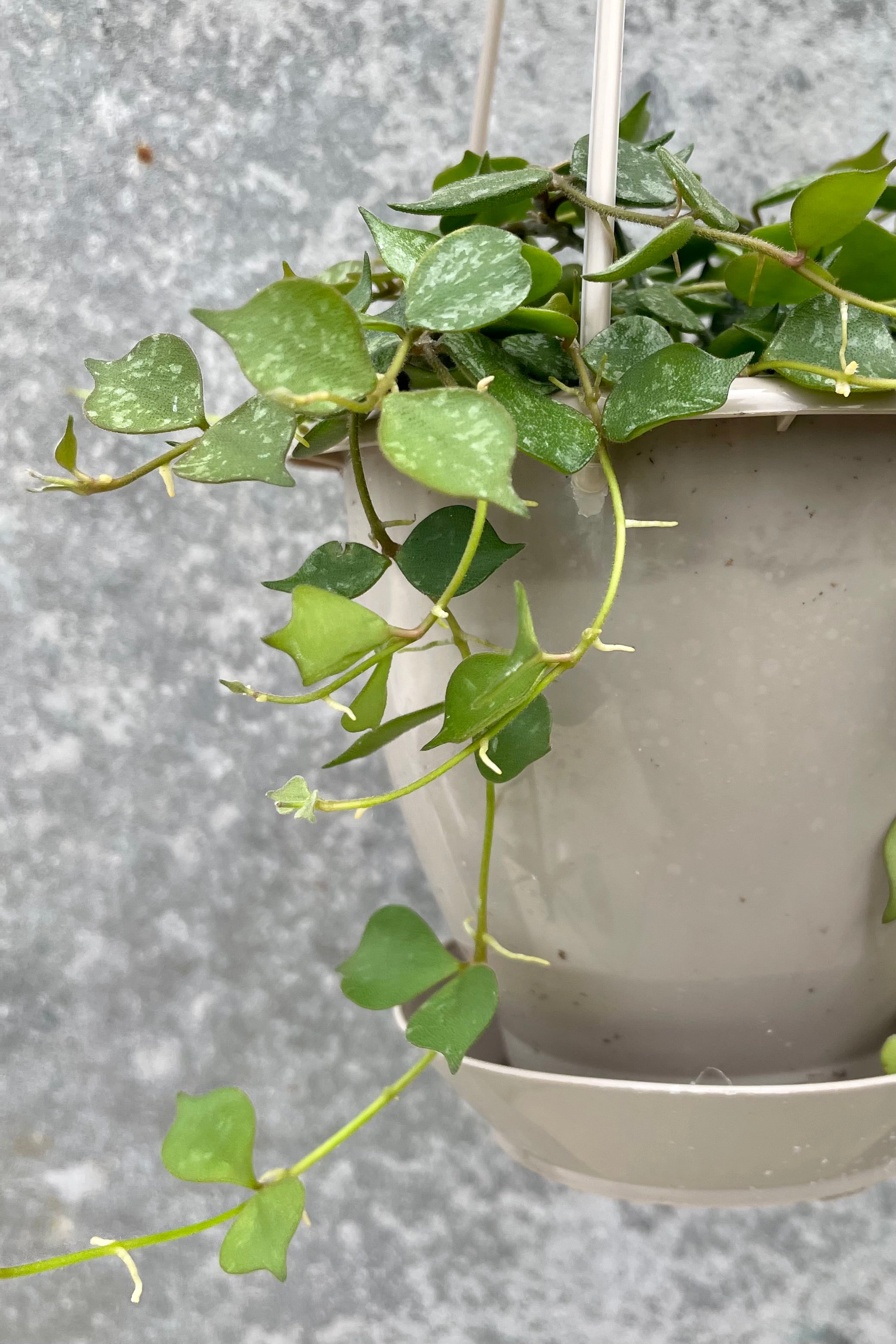 detail of Hoya curtisii 4" green vining leaves against a grey wall