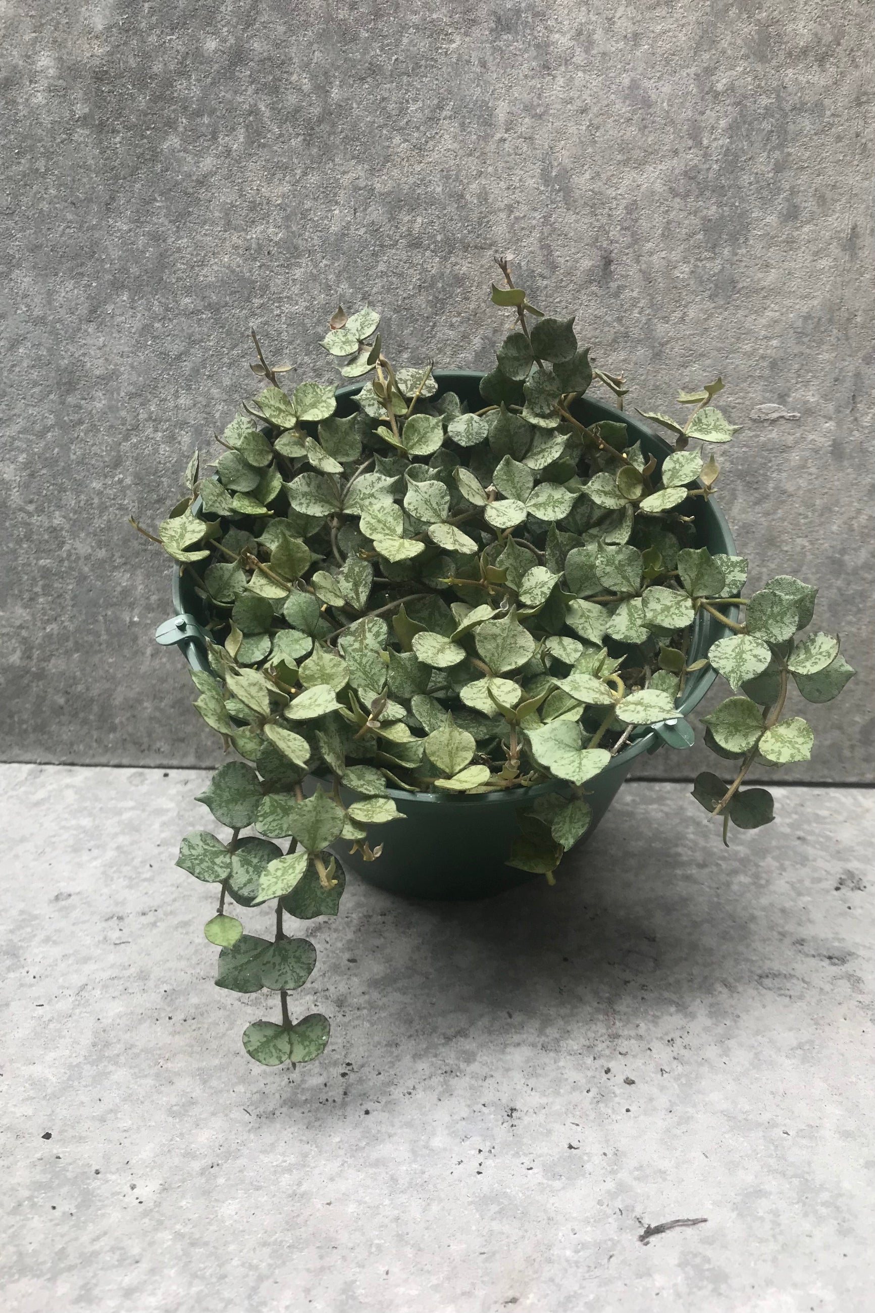 Hoya curtisii plant in a 6 inch growers pot against a grey wall. 