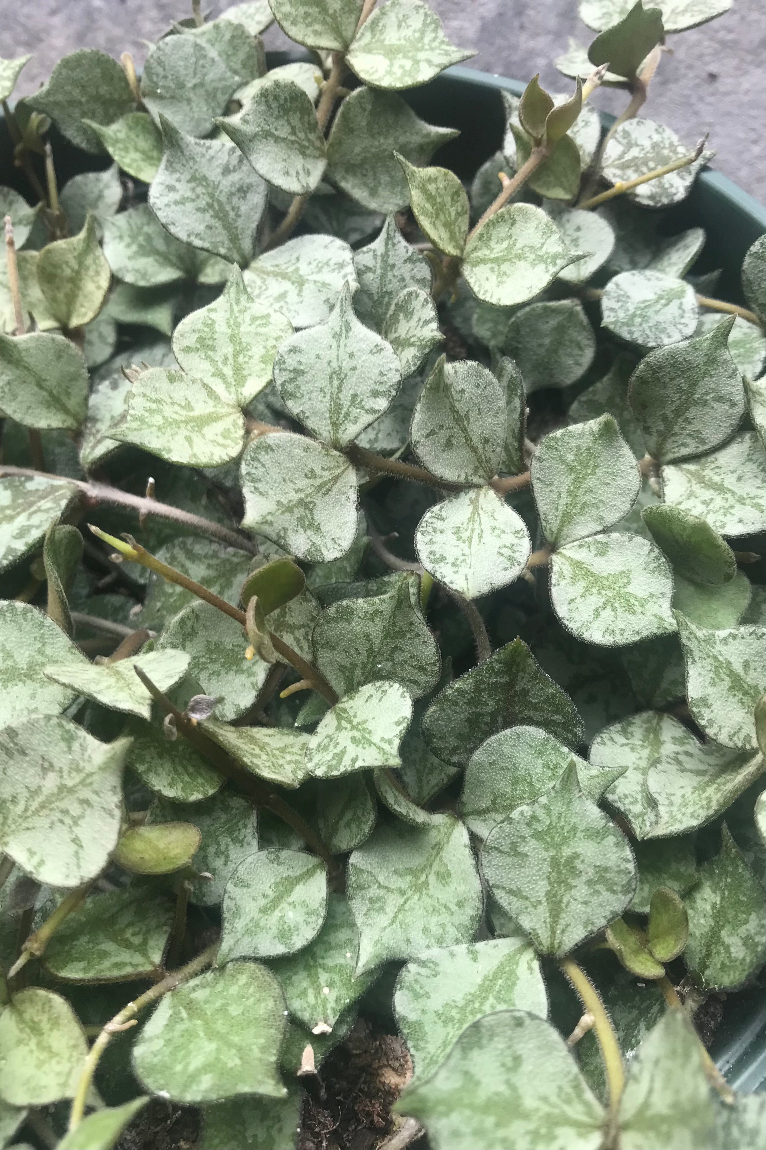 Detailed photo of the leaves of the Hoya curtisii.