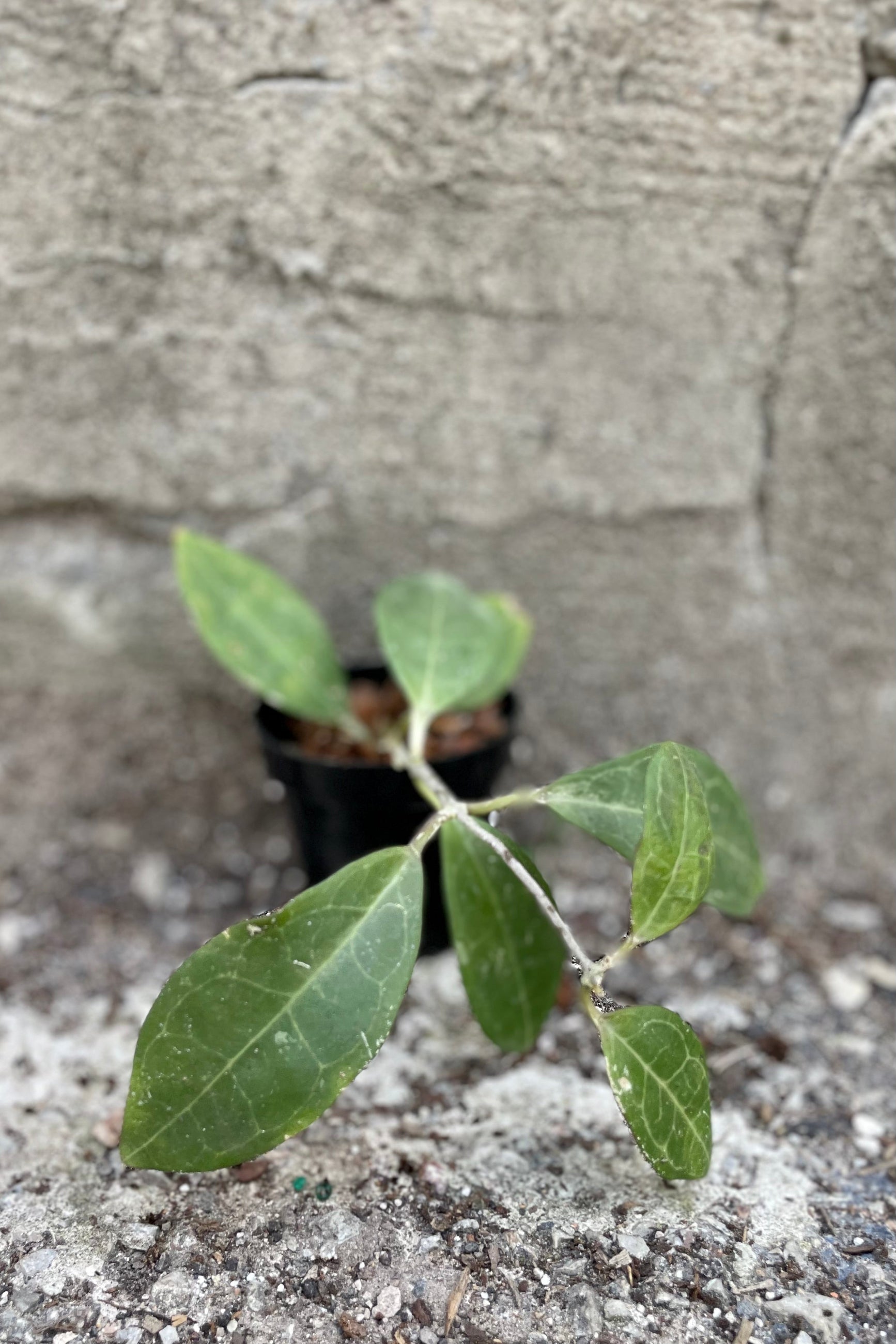 Photo of veined green Hoya leaves and vines of Hoya against grey wall