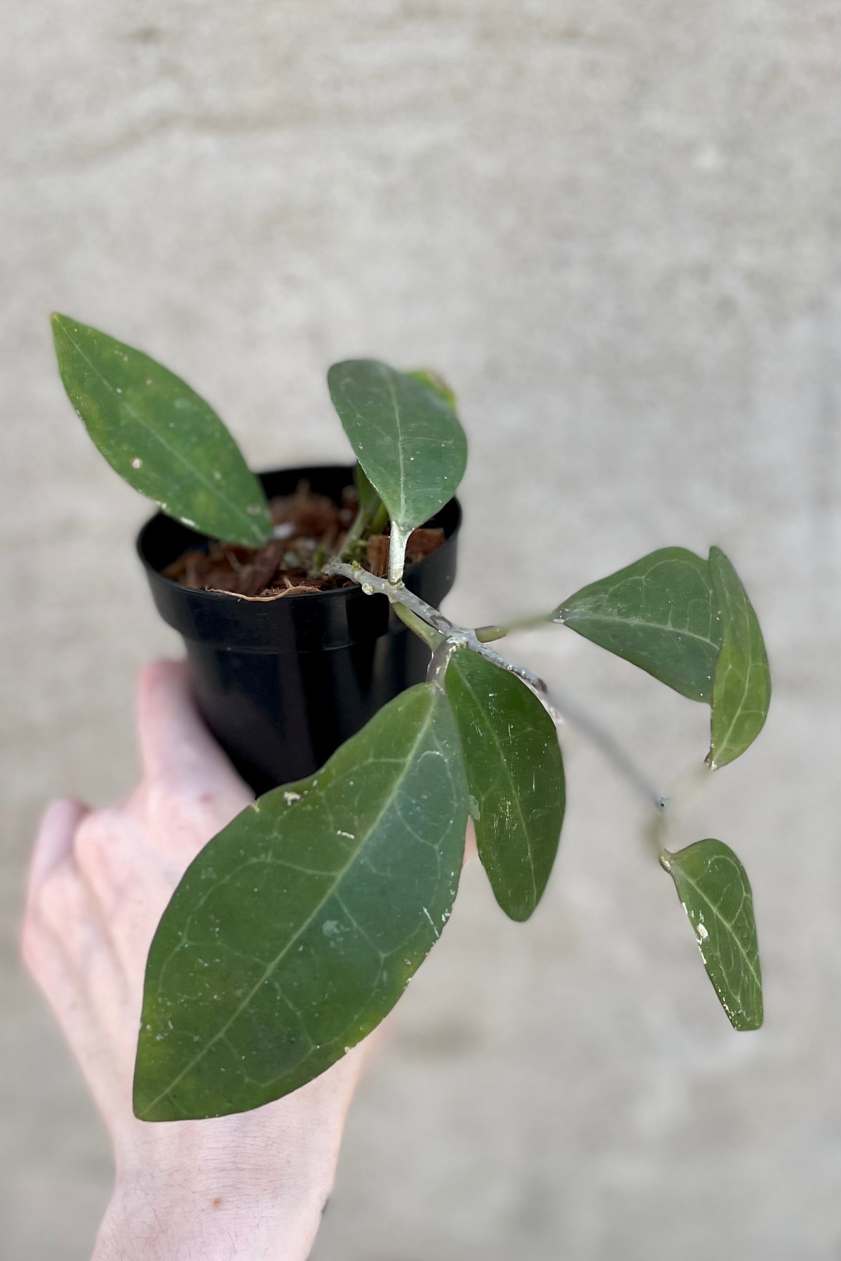 Close photo of veined green leaves of Hoya elliptica