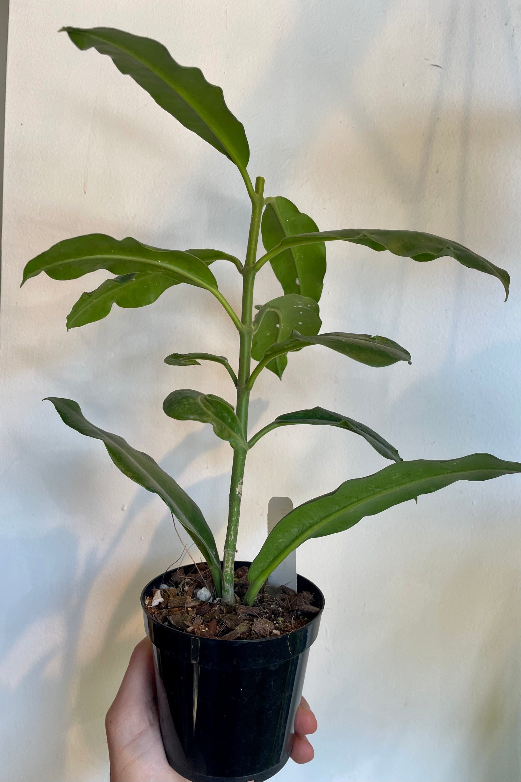 Green leaves and upright stem of Hoya against gray wall