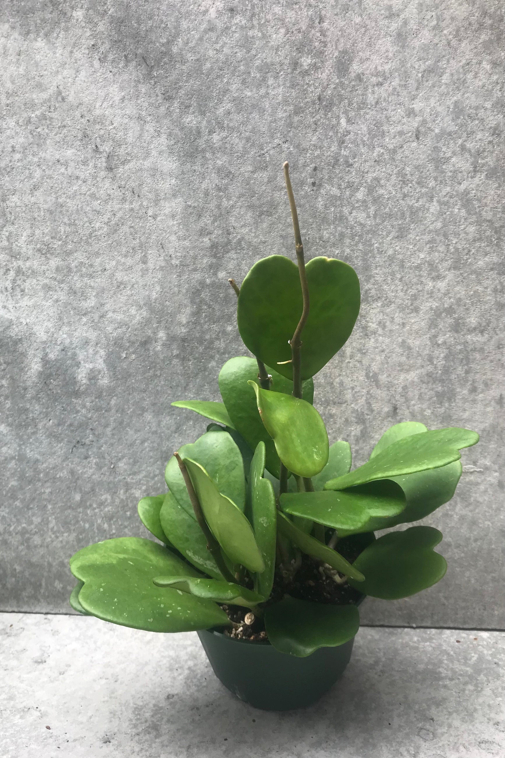 Hoya kerrii plant in a 6" growers pot against a grey wall. 