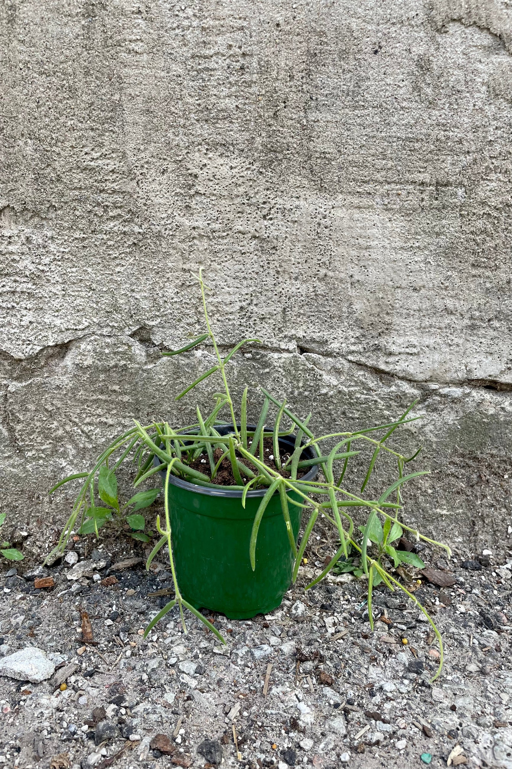 The Hoya linearis sits in a four inch growers pot against a grey backdrop.