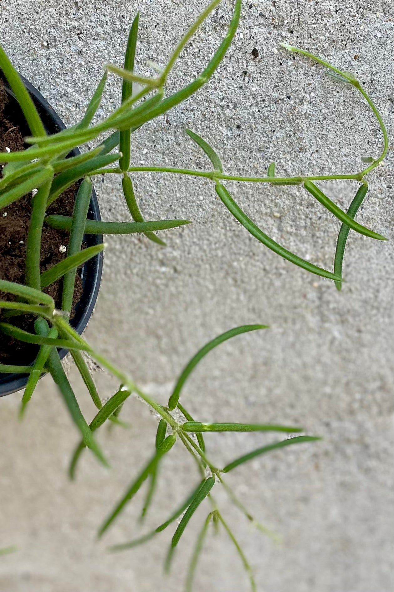 A detailed look at foliage of the Hoya linearis