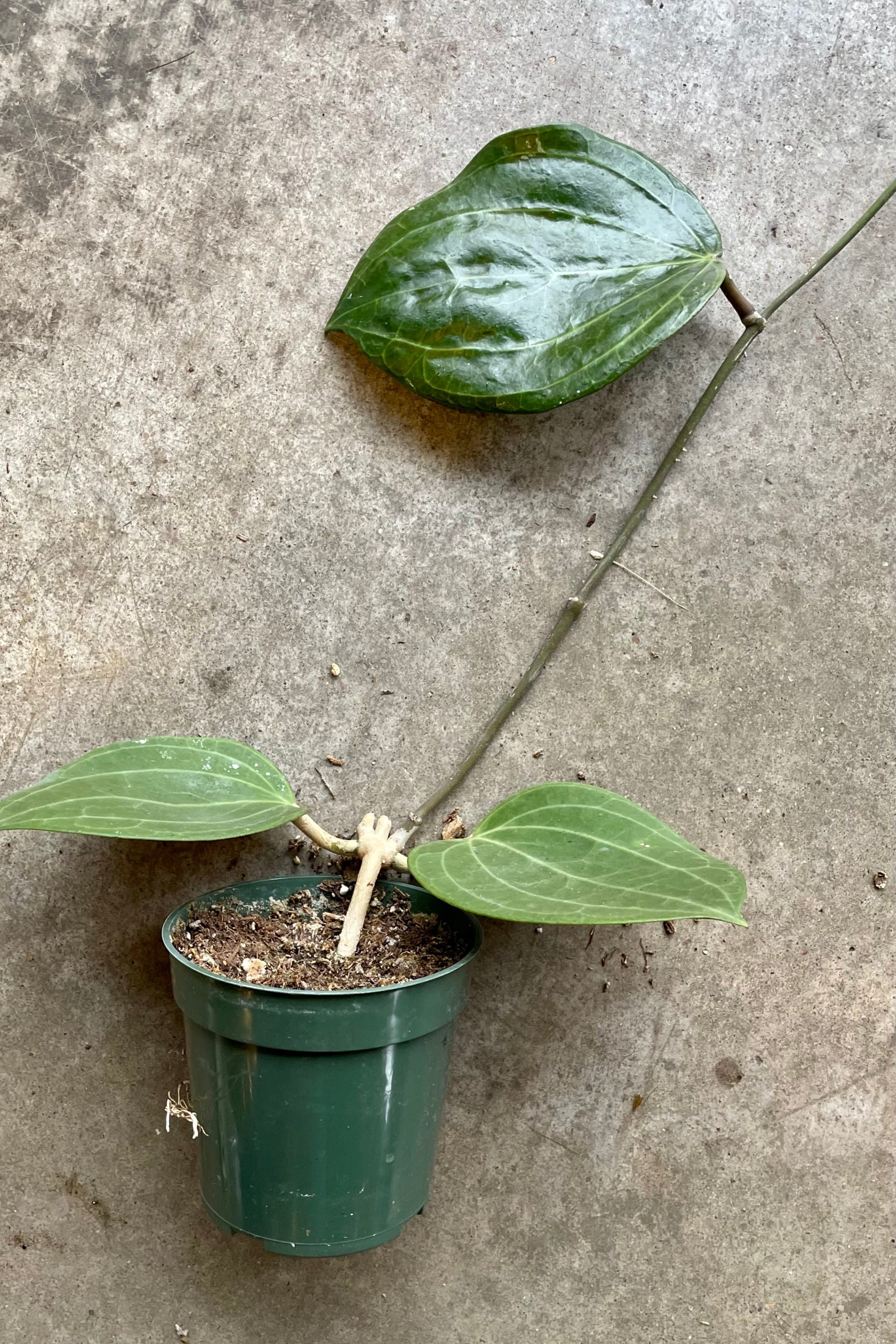 Hoya Latifolia in a 4" pot with 2 leaves at the base and another a couple inches up the vine at Sprout-home.