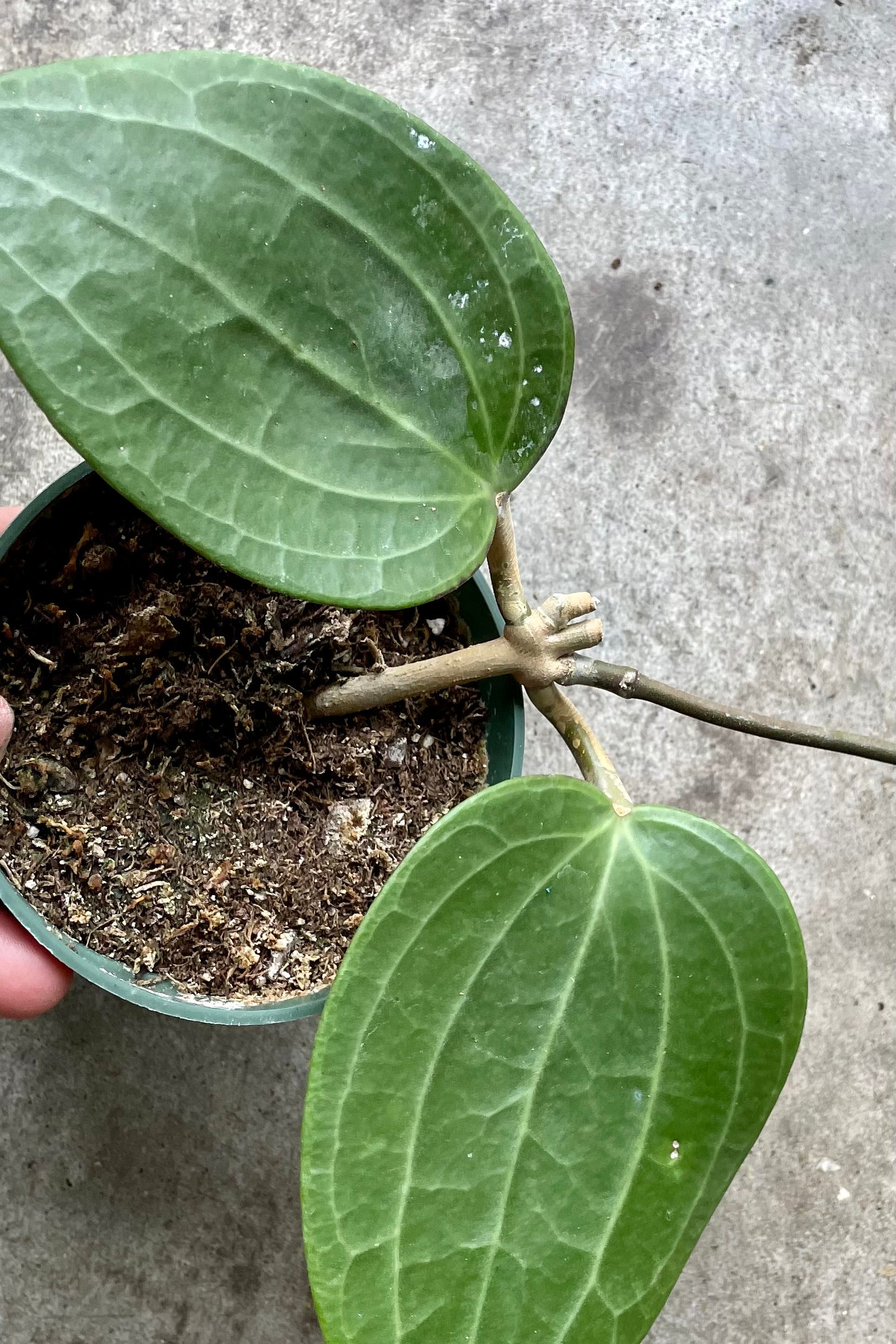A detail shot of the leaves of the Hoya latifolia at Sprout-home.