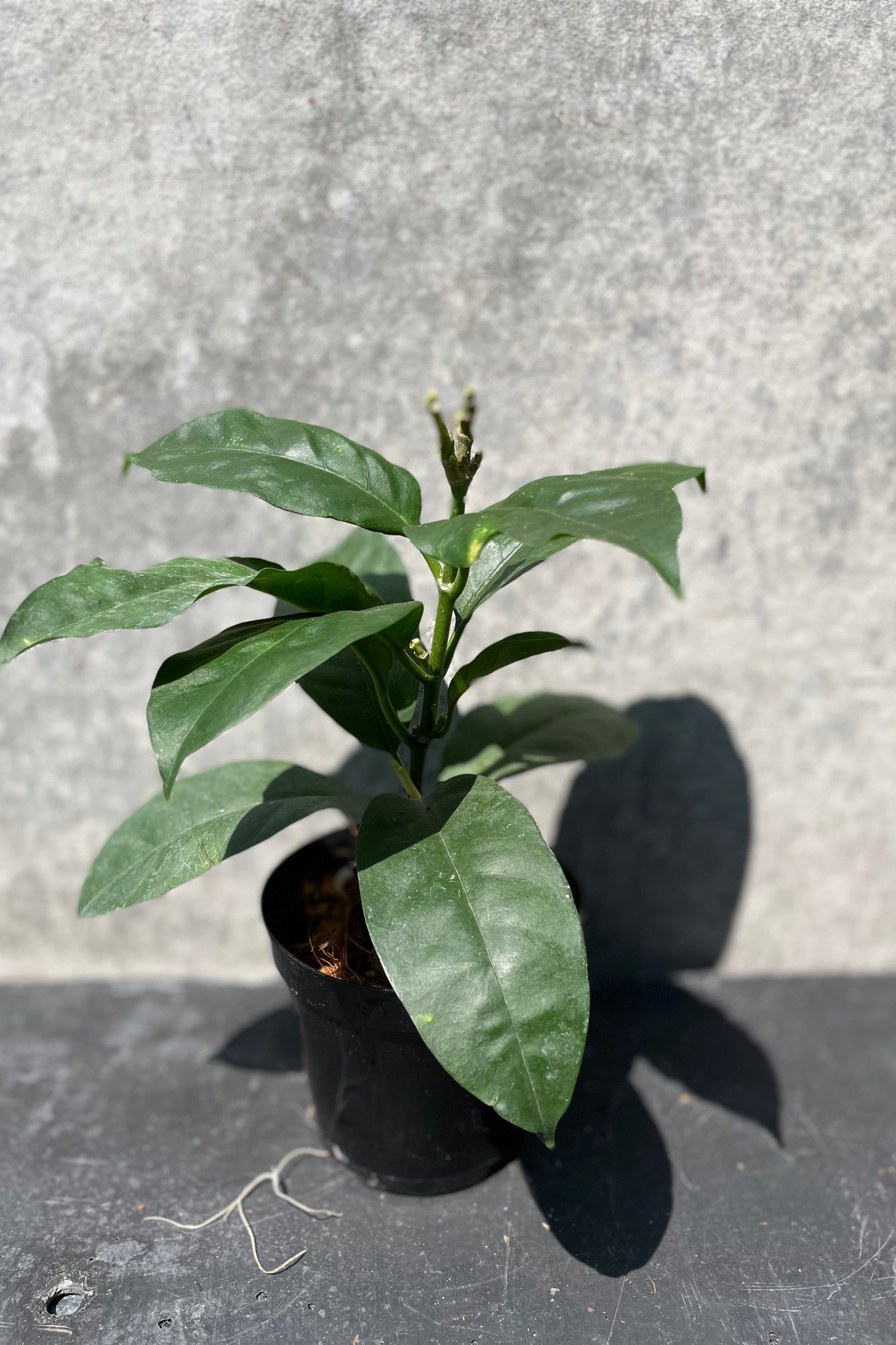 Hoya multiflora in a 4" growers pot against a grey walll