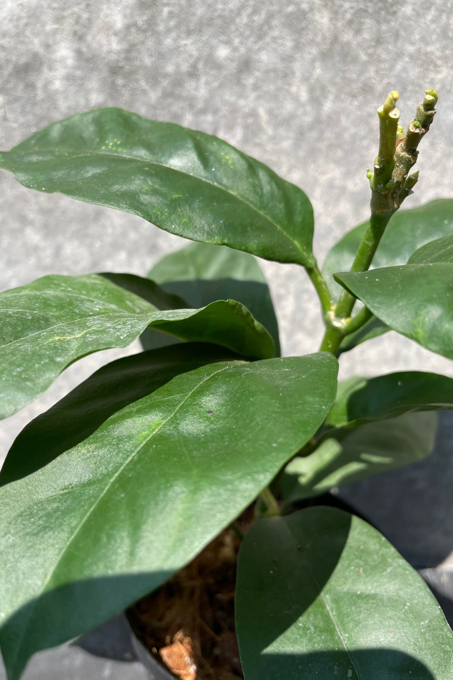 Hoya multiflora up close detail shot of the leaves. 