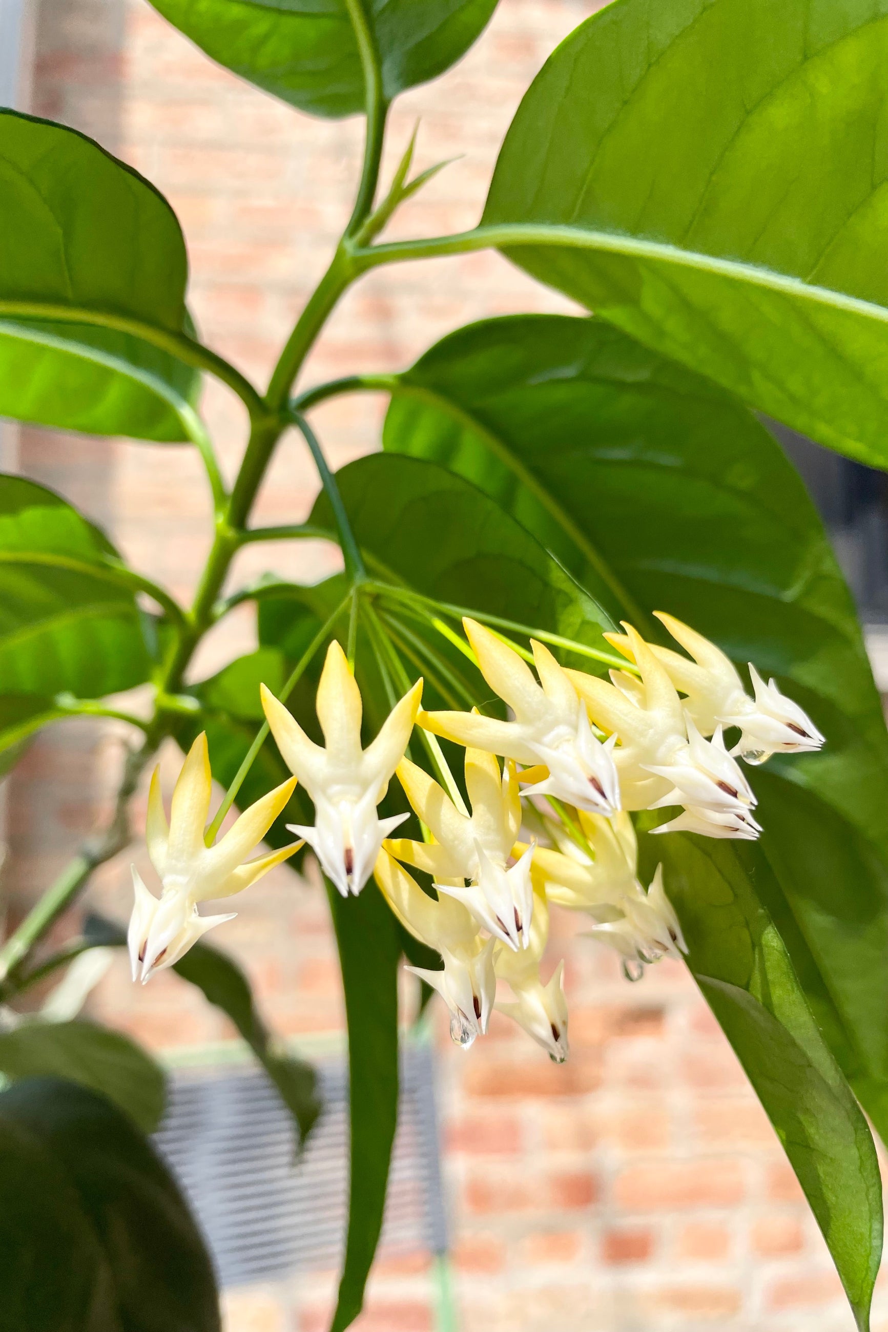 The "Shooting Star" Hoya in bloom showing the alien like white arrow flower clumps at Sprout-home.