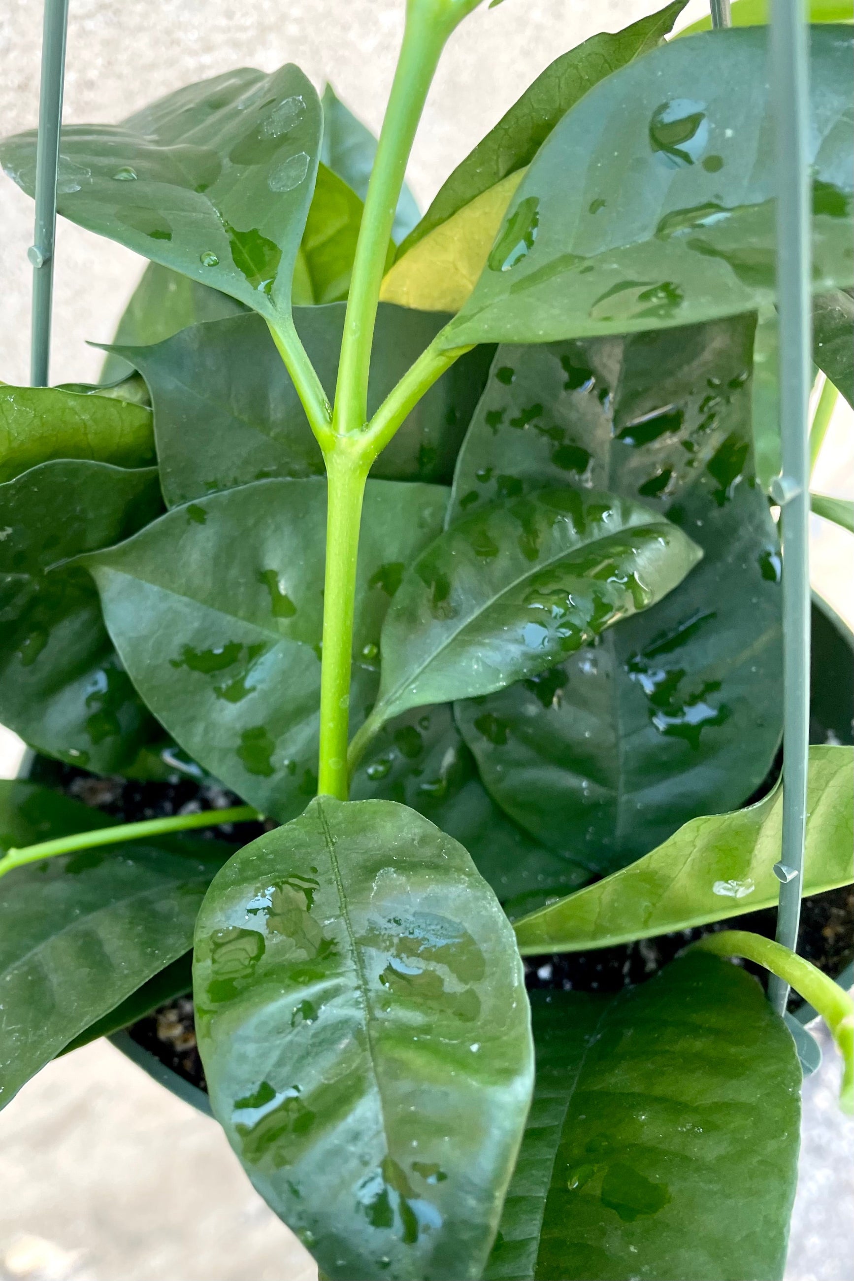 A detailed view of the hanging Hoya multiflora 6" against a concrete backdrop