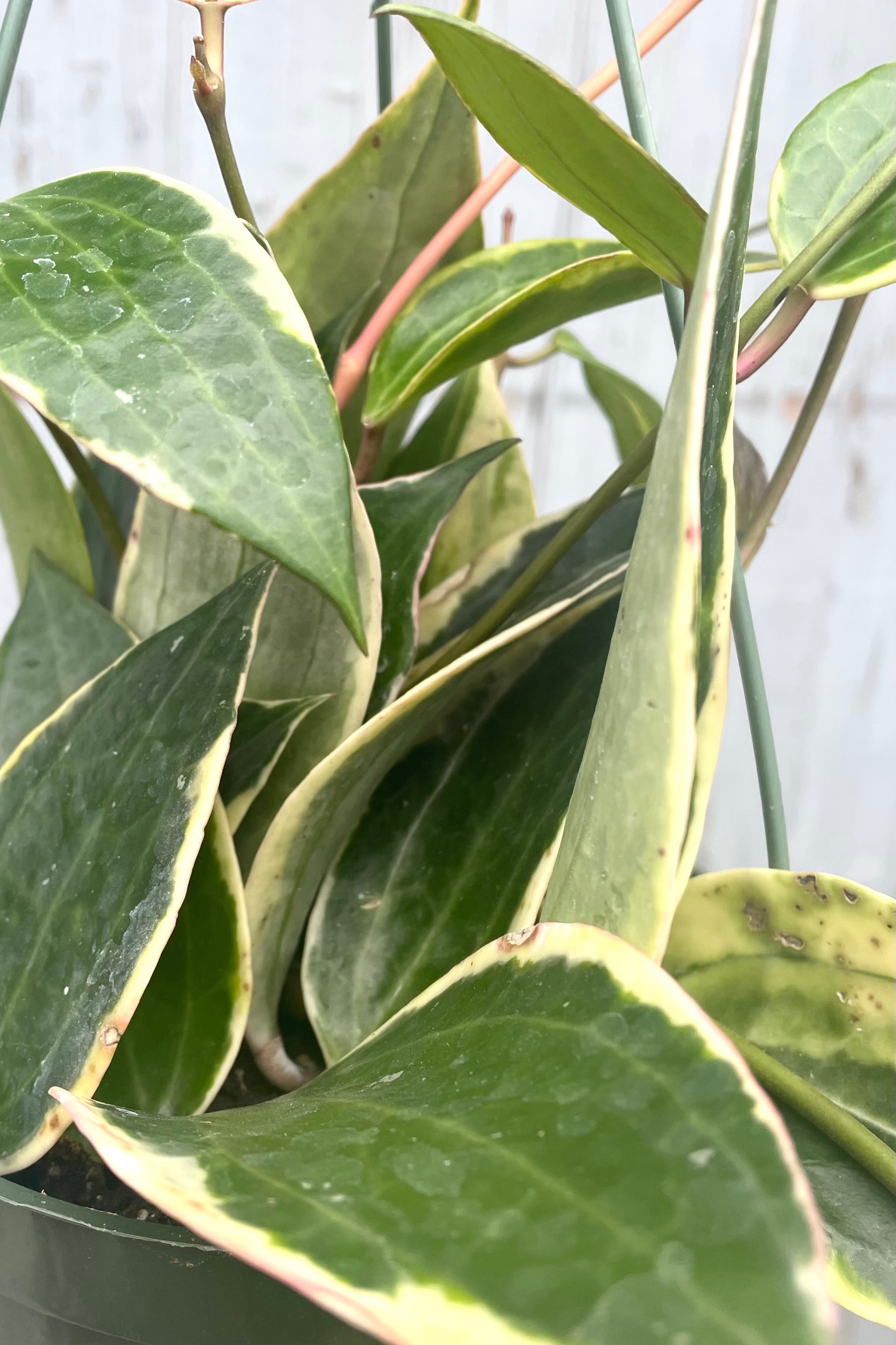 A detailed view of Hoya macrophylla 6" against wooden backdrop