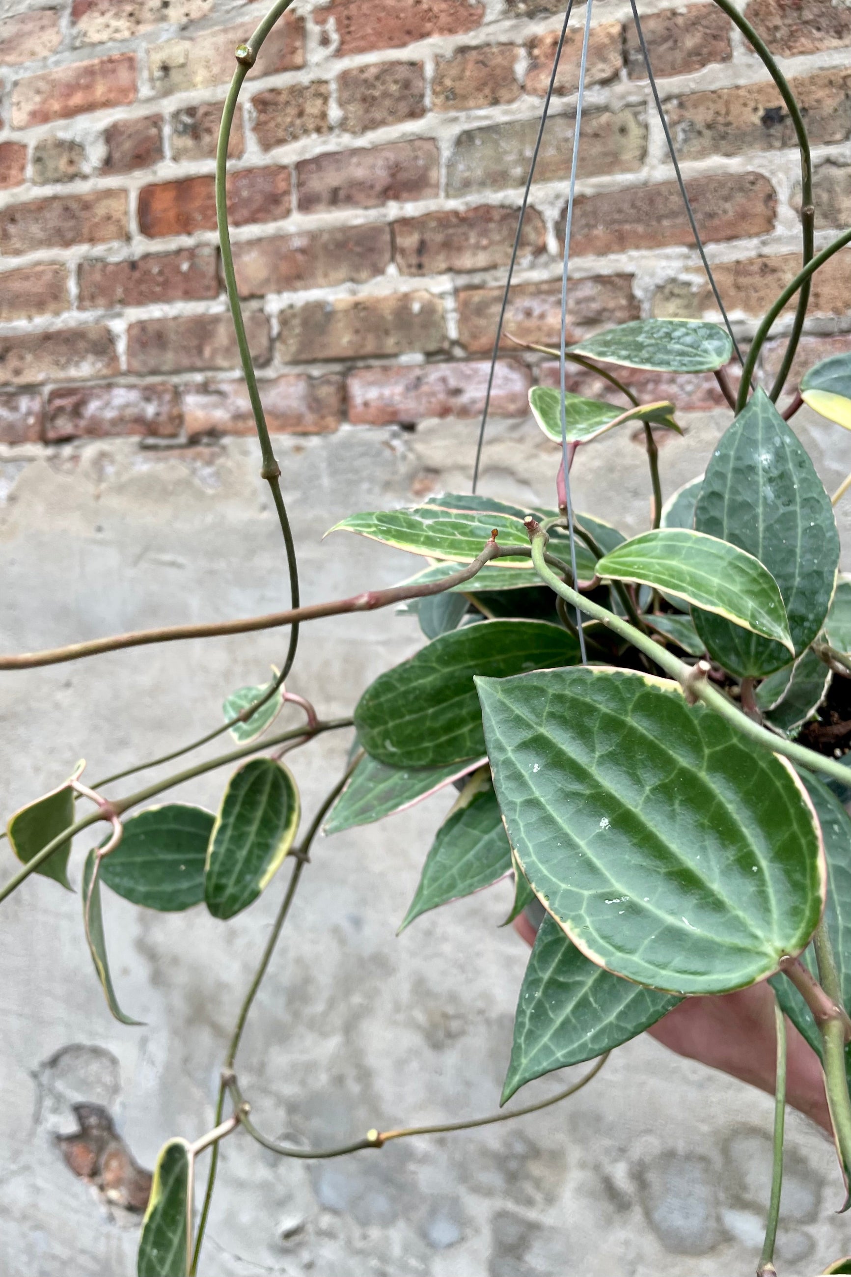 Hoya macrophylla 8" detail of large lance to ovate shaped green waxy leaves against a grey and brick wall