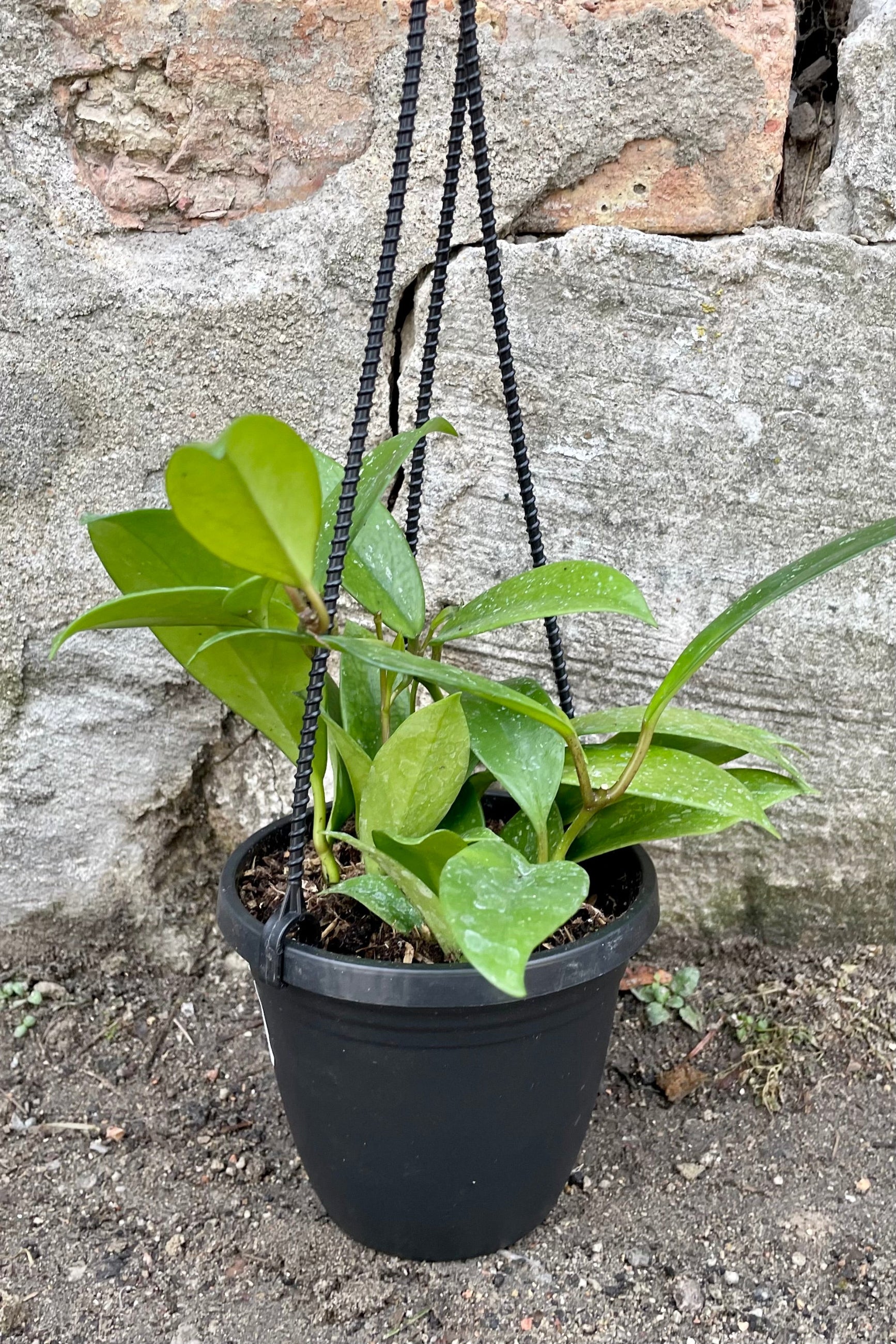 A full view of Hoya pubicalyx 4" in hanging basket against concrete backdrop