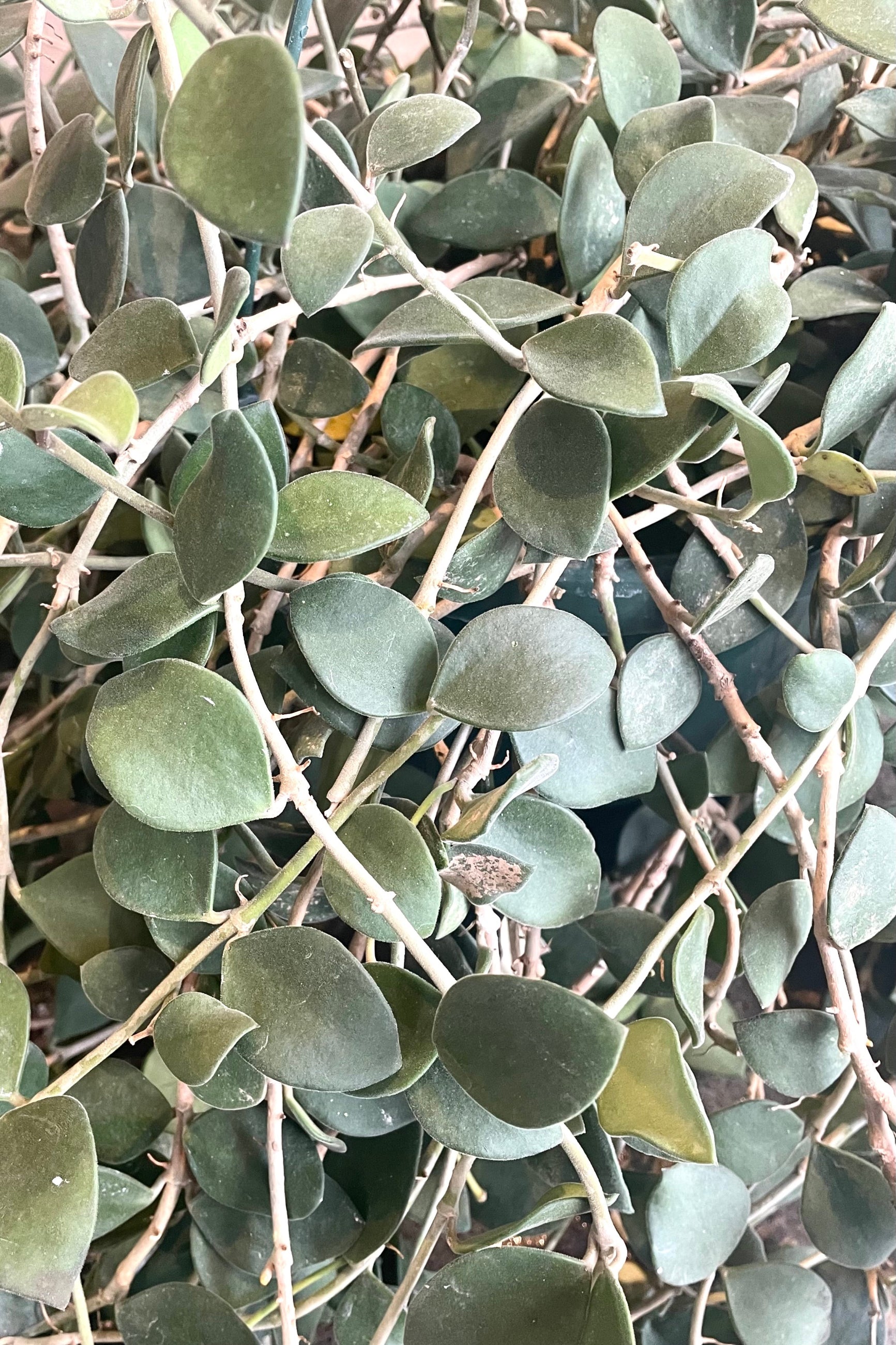A detailed view of Hoya nummularioides 8" 