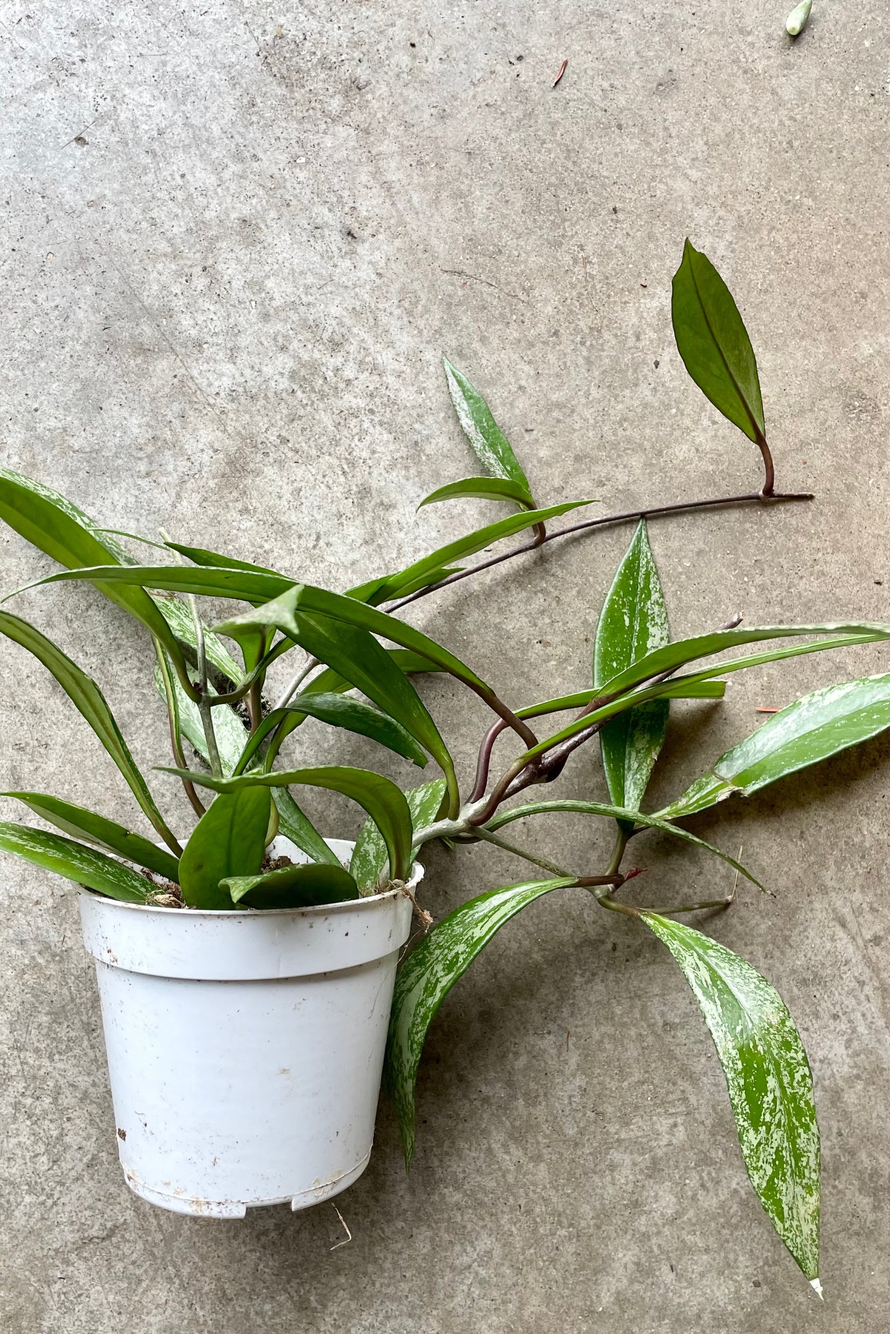 Hoya pubicalyx x 'Splash' in a 4" growers pot at Sprout-home.