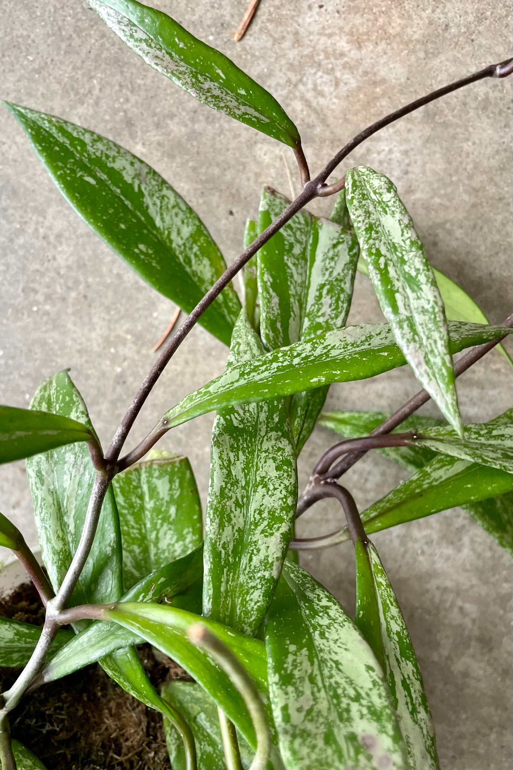 up close picture of the leaves of the Hoya pubicalyx x 'Splash' showing its green and off white variegation on its long thick leaves at Sprout-home.
