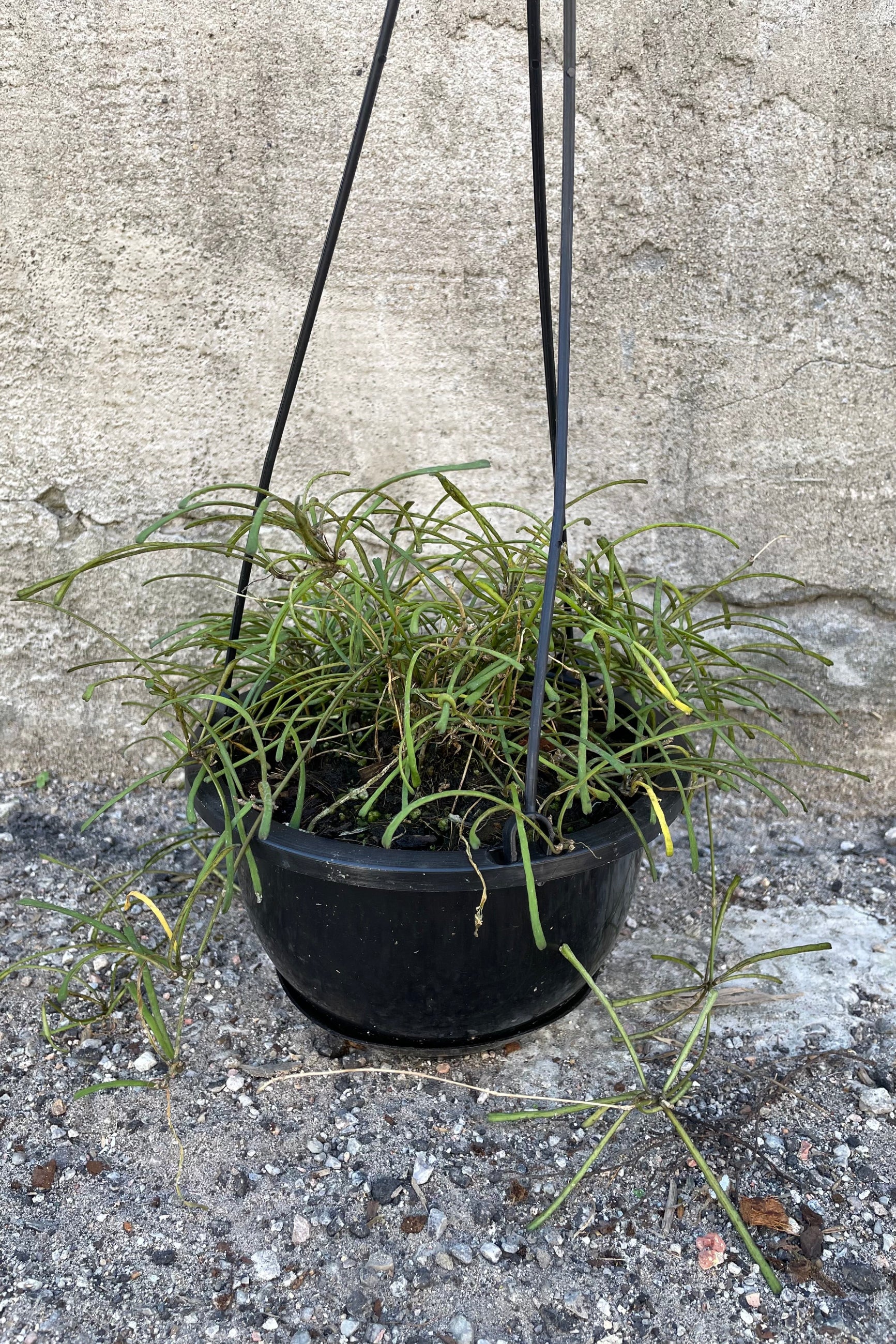 Hoya retusa in hanging grow pot in front of concrete wall