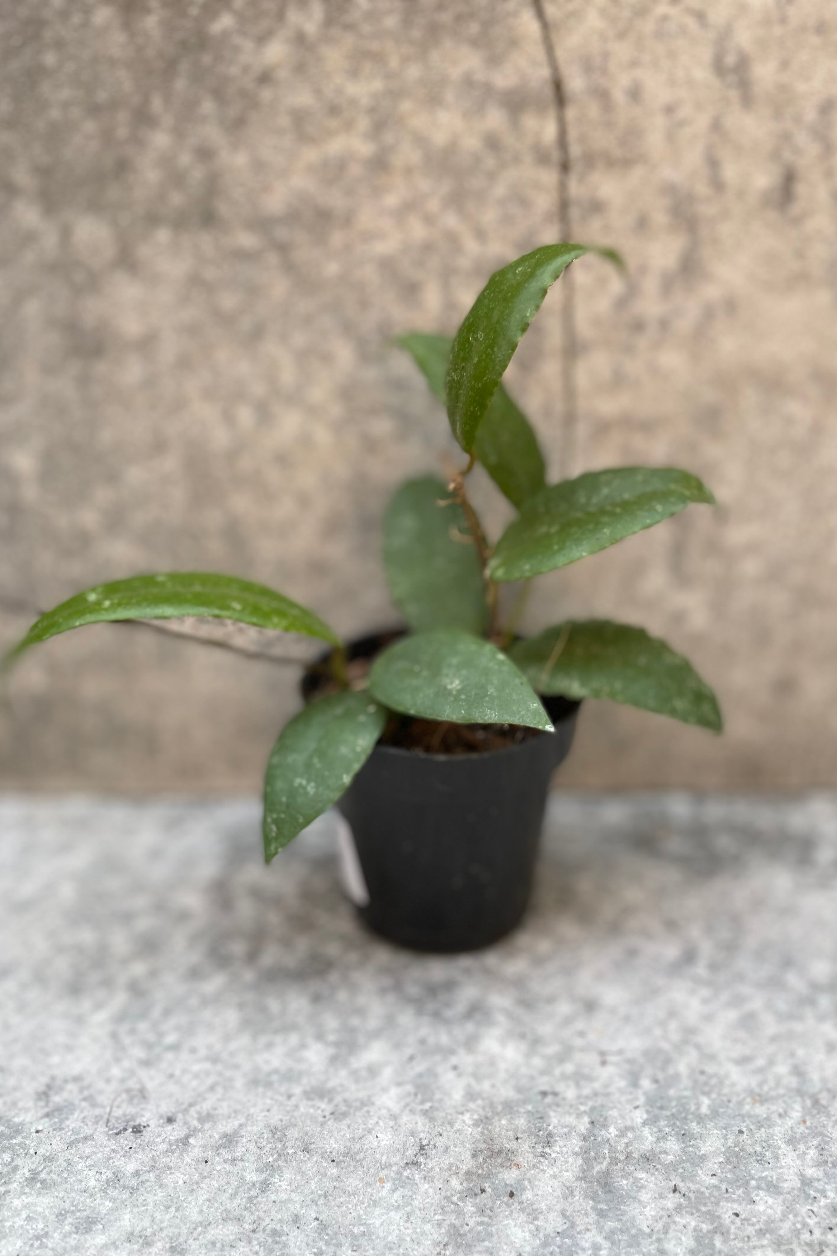 Hoya caudata 'Sumatra' plant in a 3" growers pot