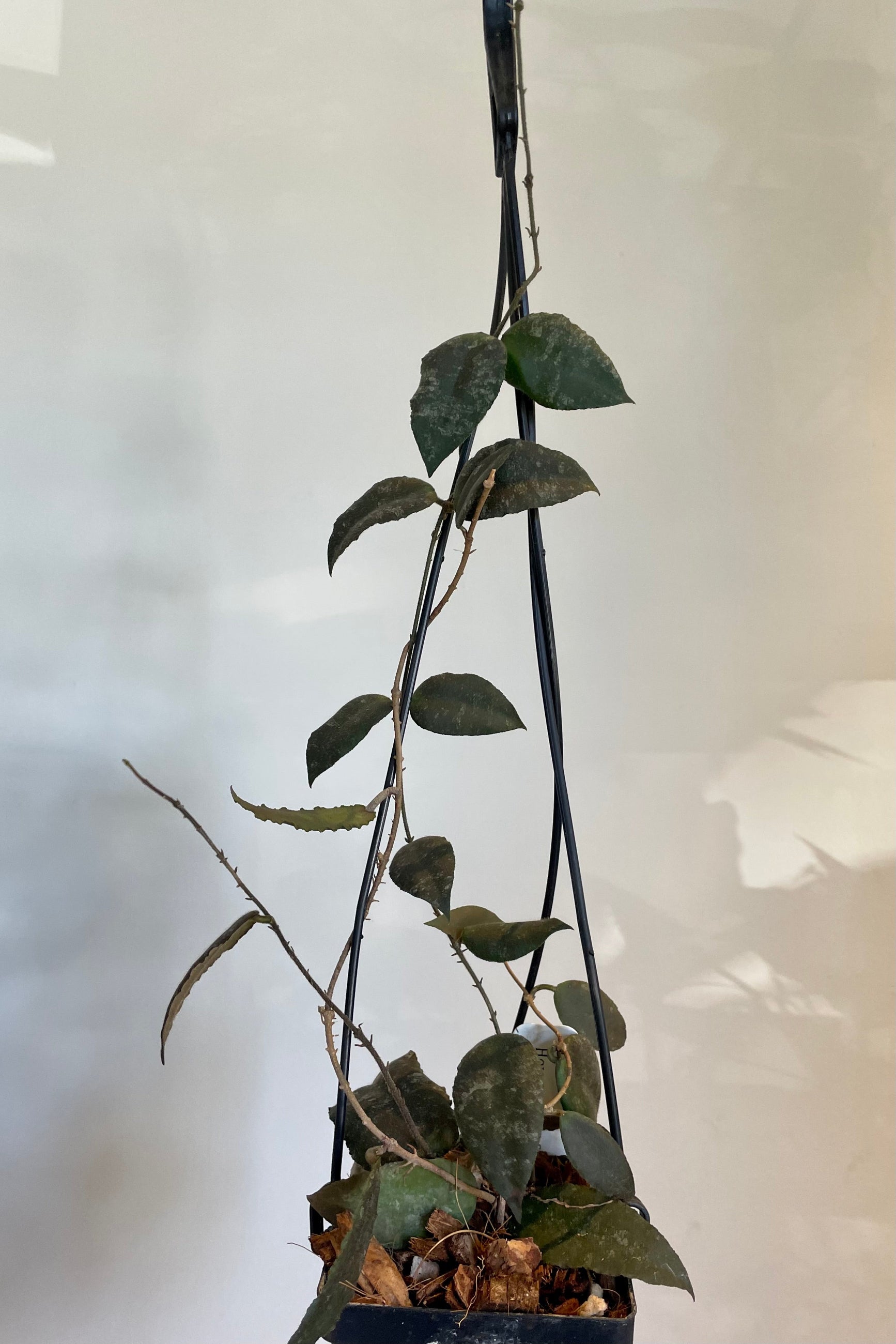 Photo of dark green leaves and vines of Hoya 'Sumatra'